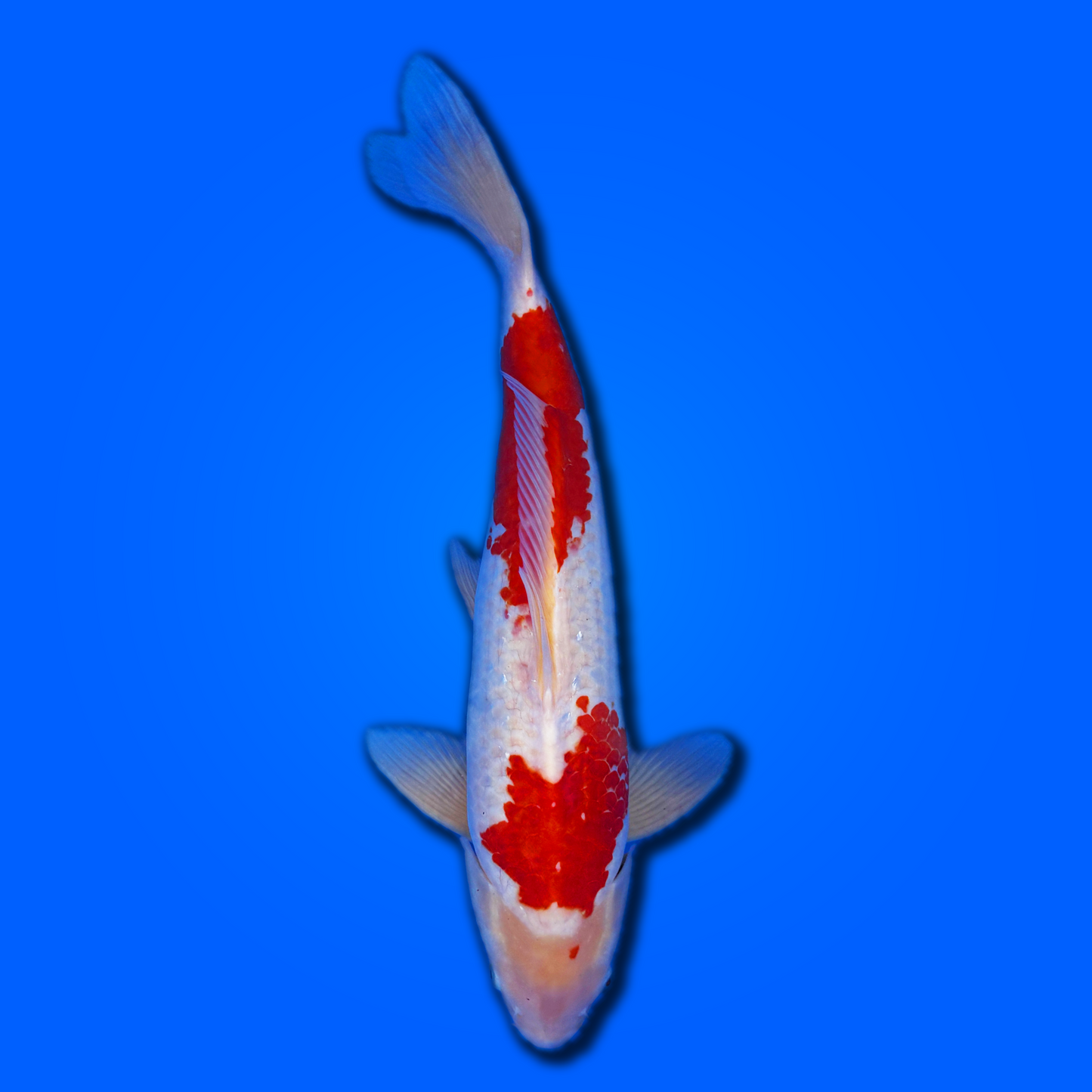 Carpa koi Kohaku