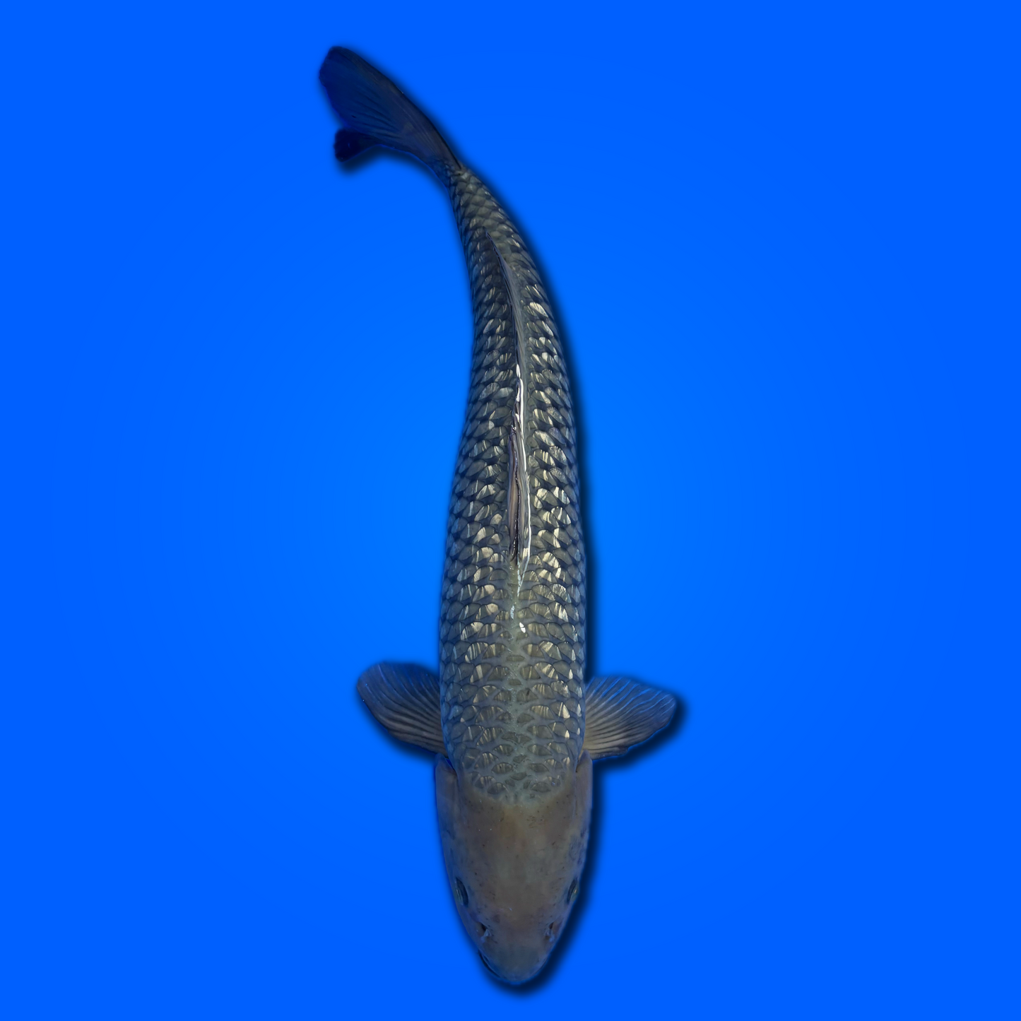 Carpa koi Soragoi Ginrin