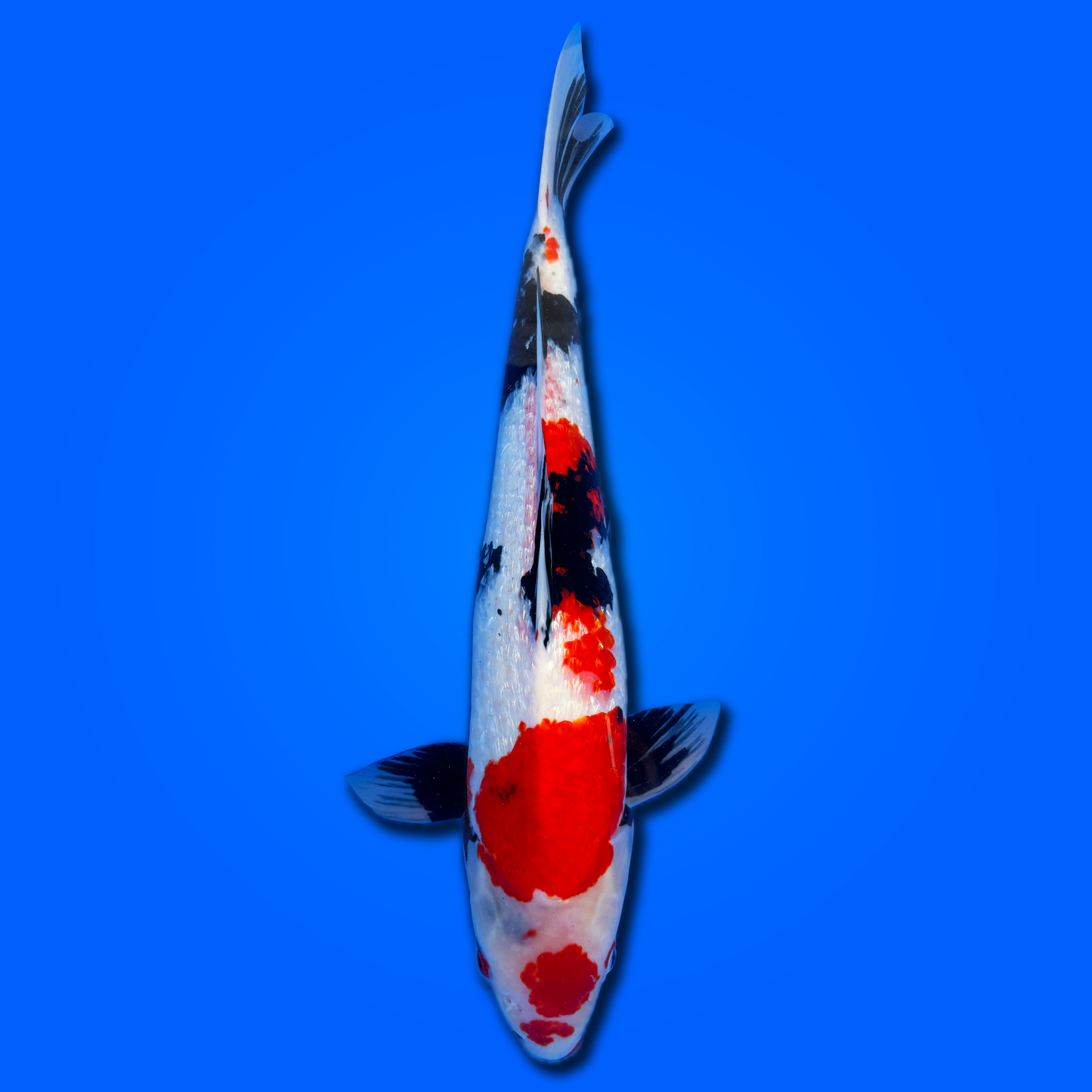 Carpa koi Ginrin Maruten Showa