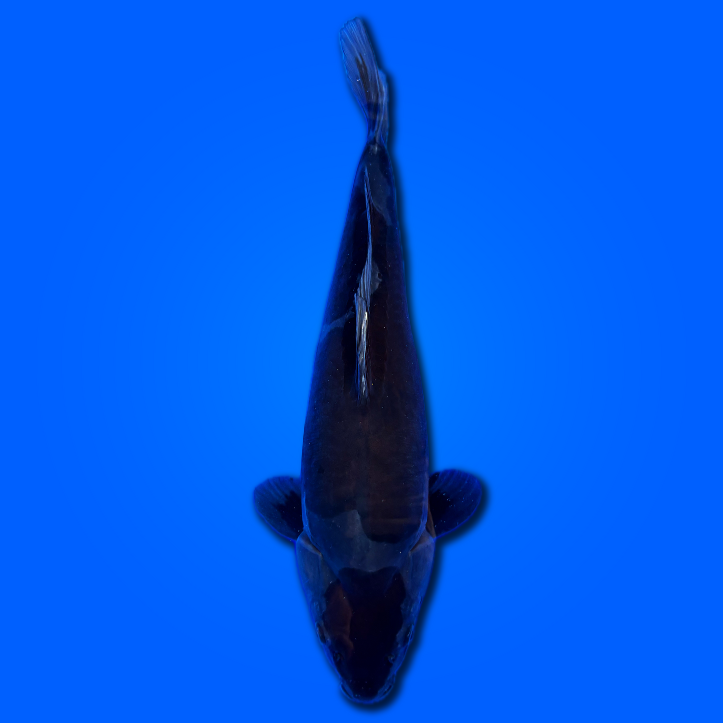 Carpa koi Maruten Ochiba Doitsu