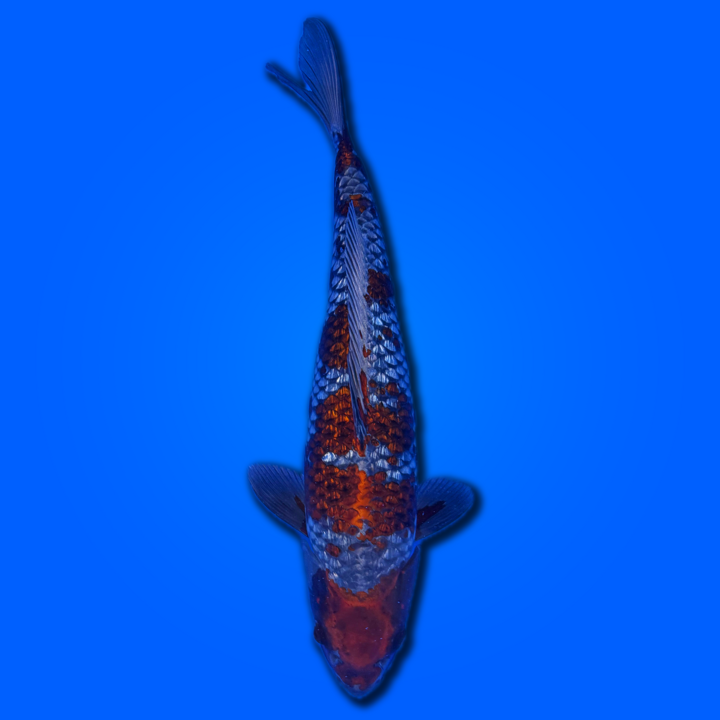 Carpa koi Ginrin Ochiba