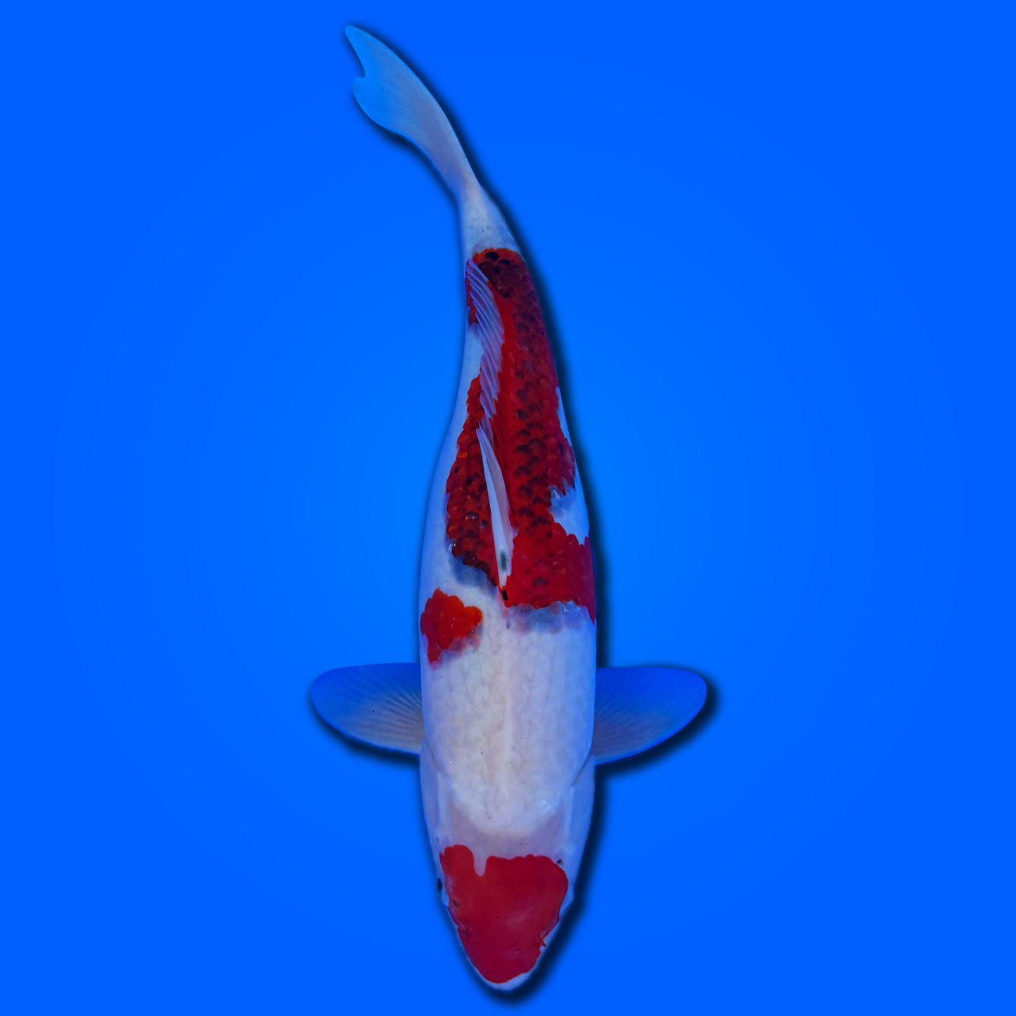 Carpa koi Maruten Goromo