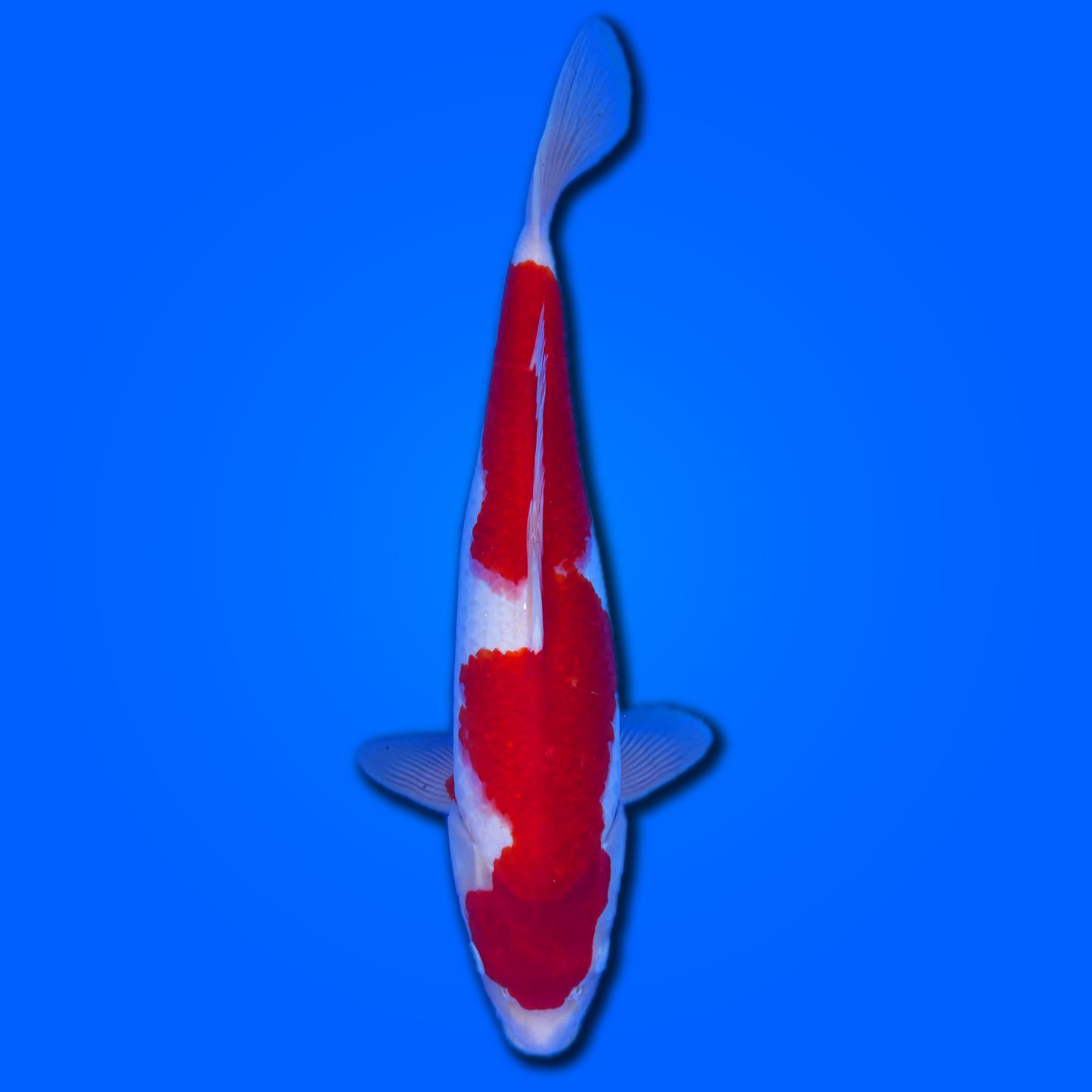 Carpa koi Kohaku