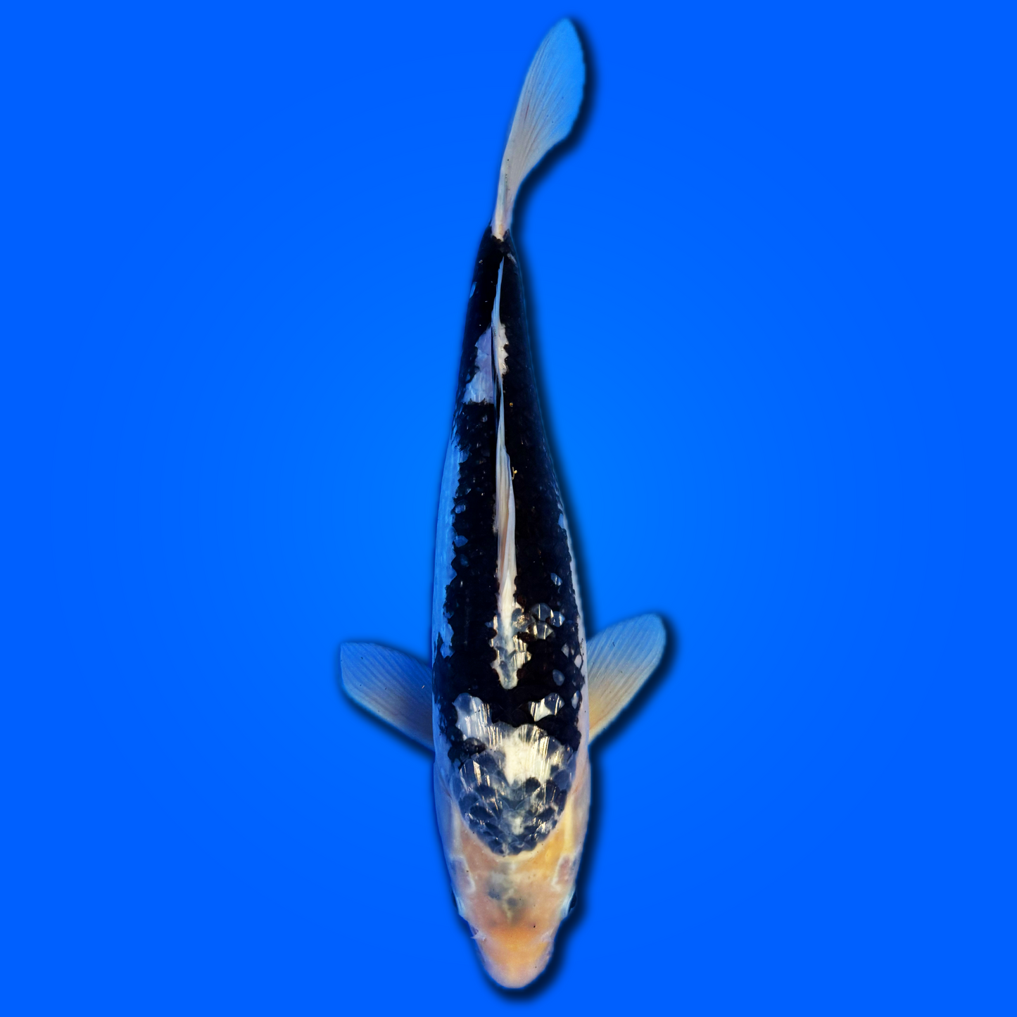 Carpa koi Ginrin Hageshiro