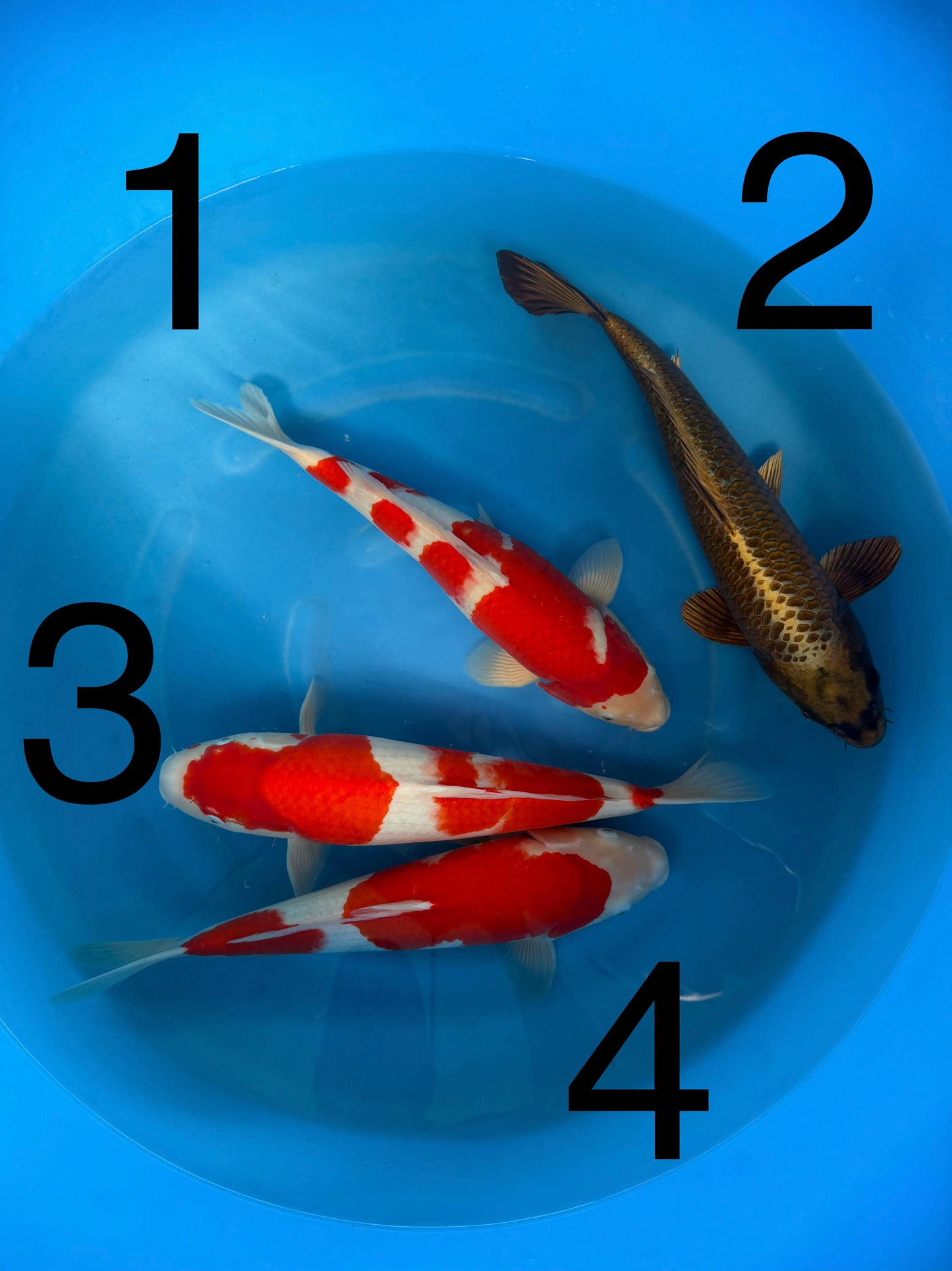 Carpe Koi — Box G (Giappone 2025)