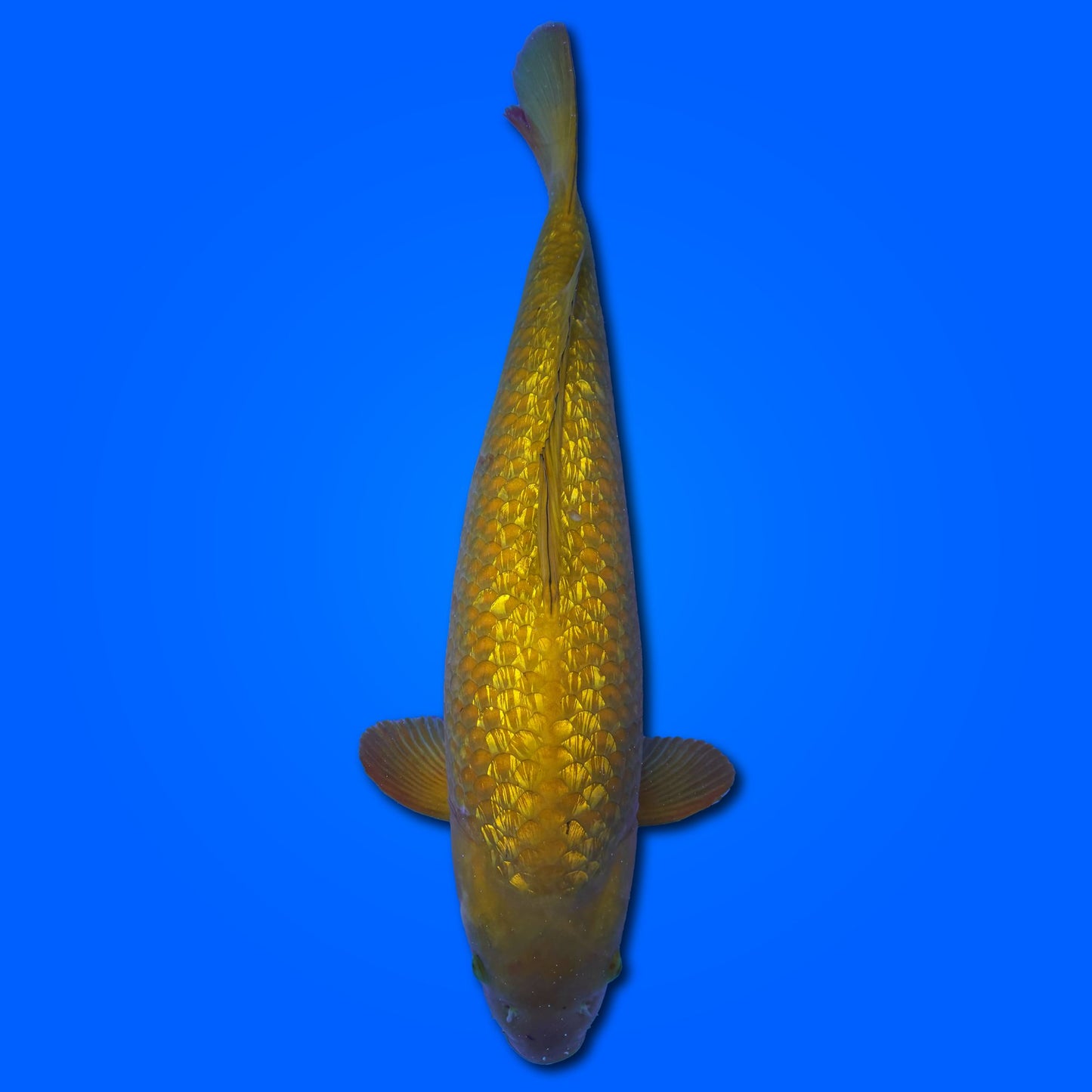 Carpa Koi Chagoi Ginrin (Giappone 2025)