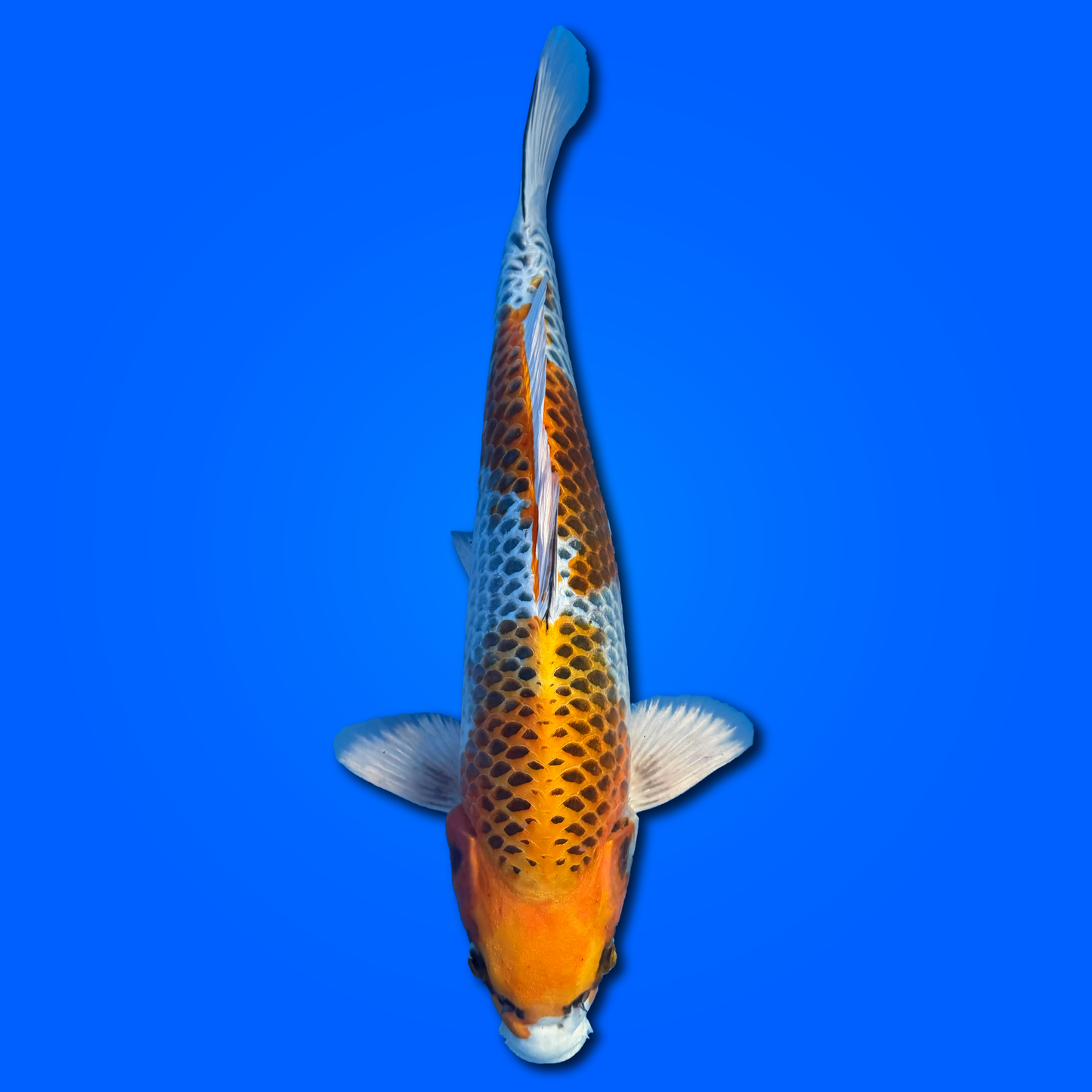 Carpa Koi Ki Kujaku (Giappone 2025) esemplare 2