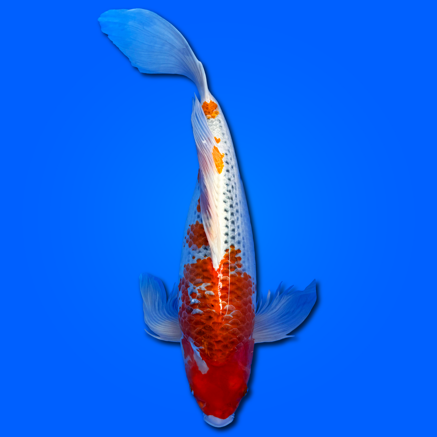 Carpa Koi Kujaku Butterfly