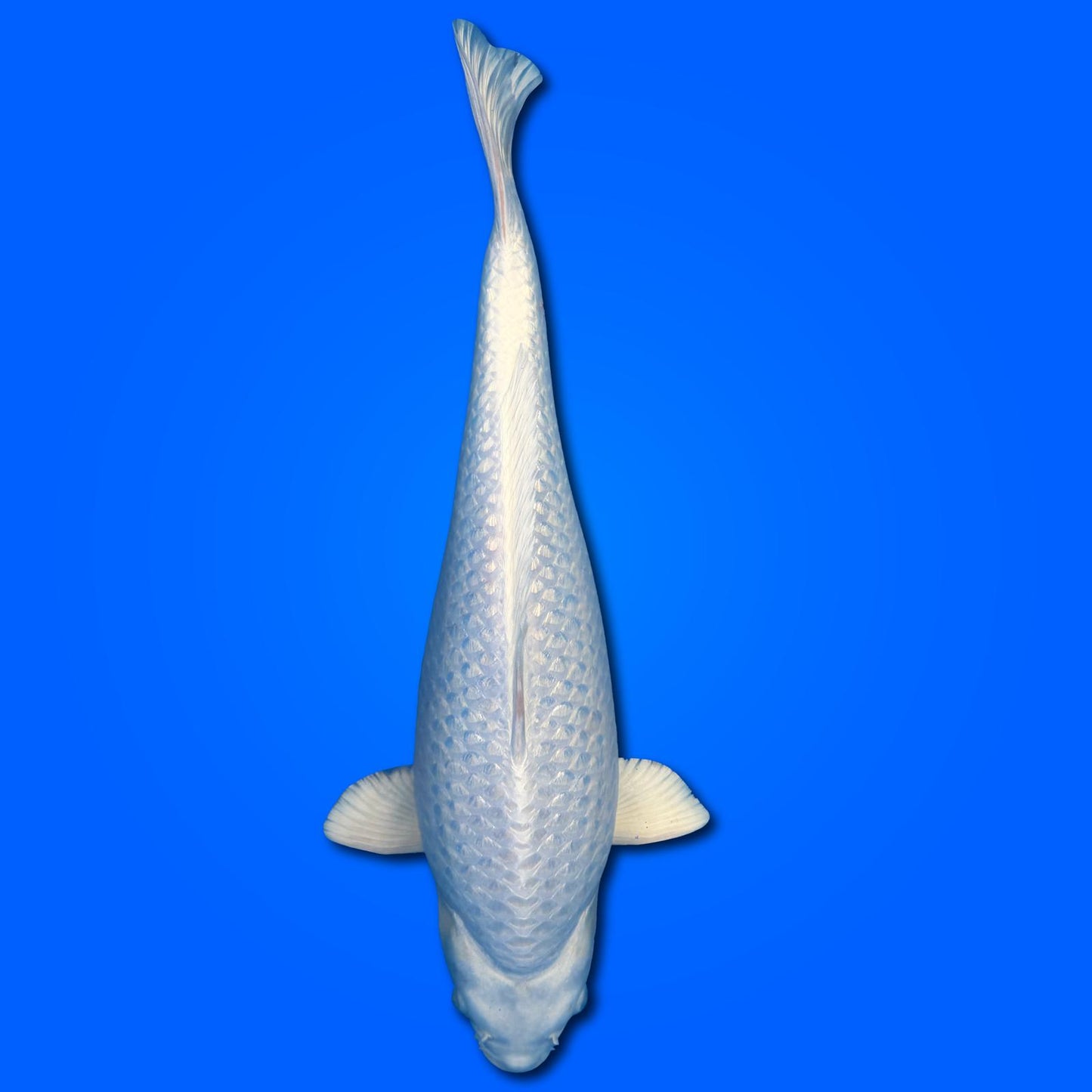 Carpa Koi Platina (Giappone 2025)