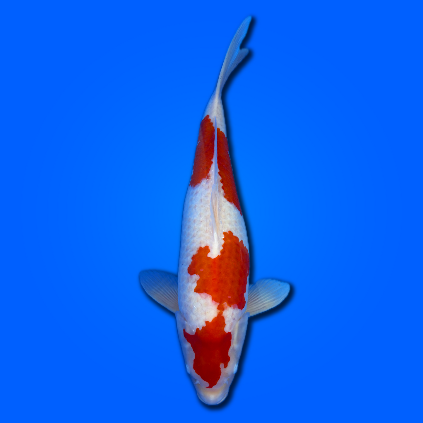 Carpa koi Kohaku