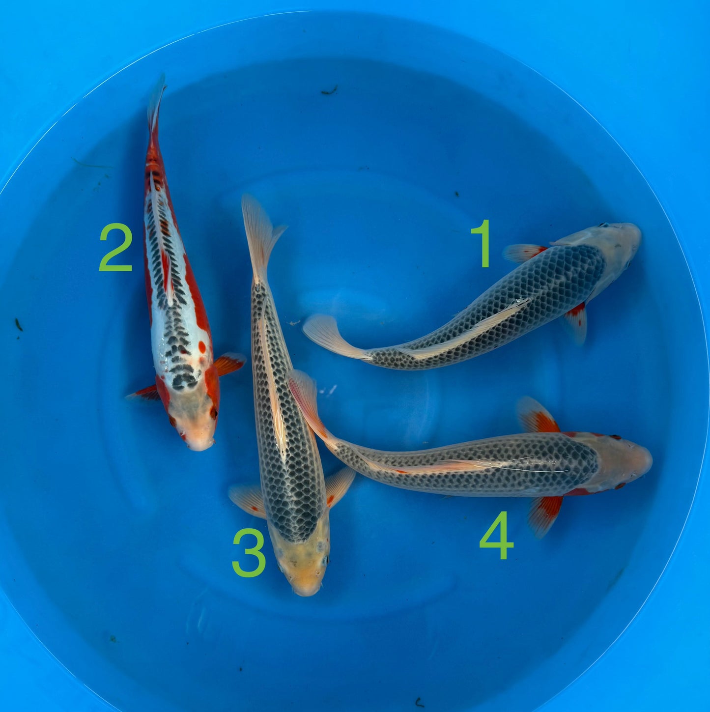 Carpe Koi - Box M (Giappone 2026 febbraio)