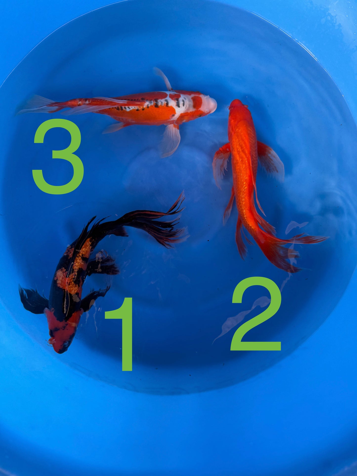 Carpe Koi - Box N (Giappone 2026 febbraio)