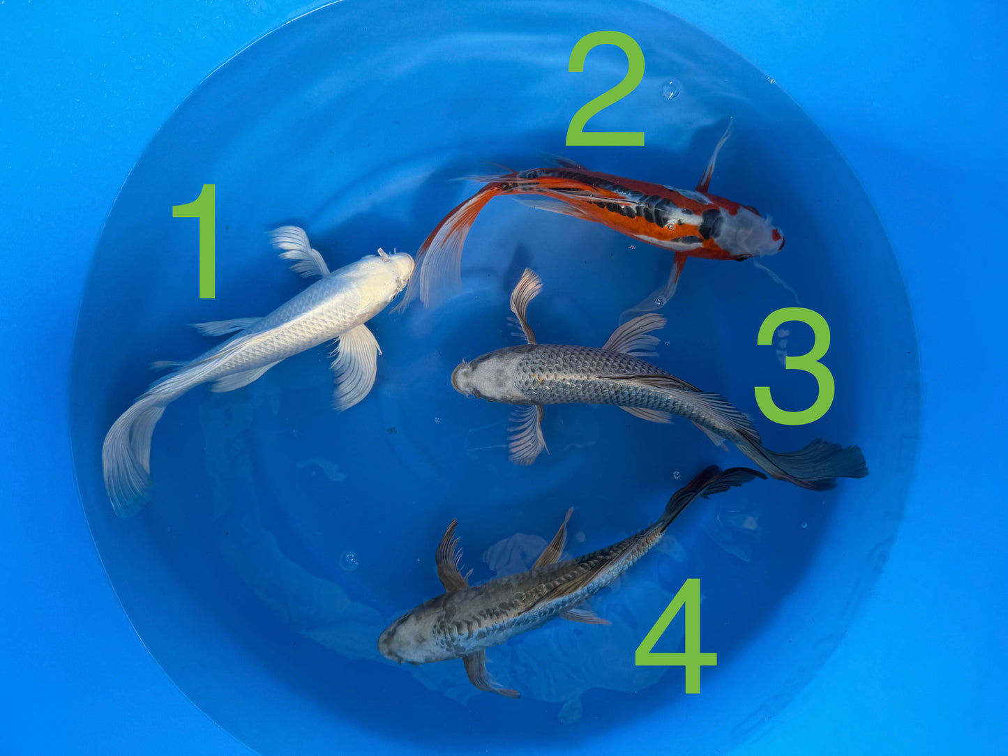 Carpe Koi - Box P (Giappone 2026 febbraio)