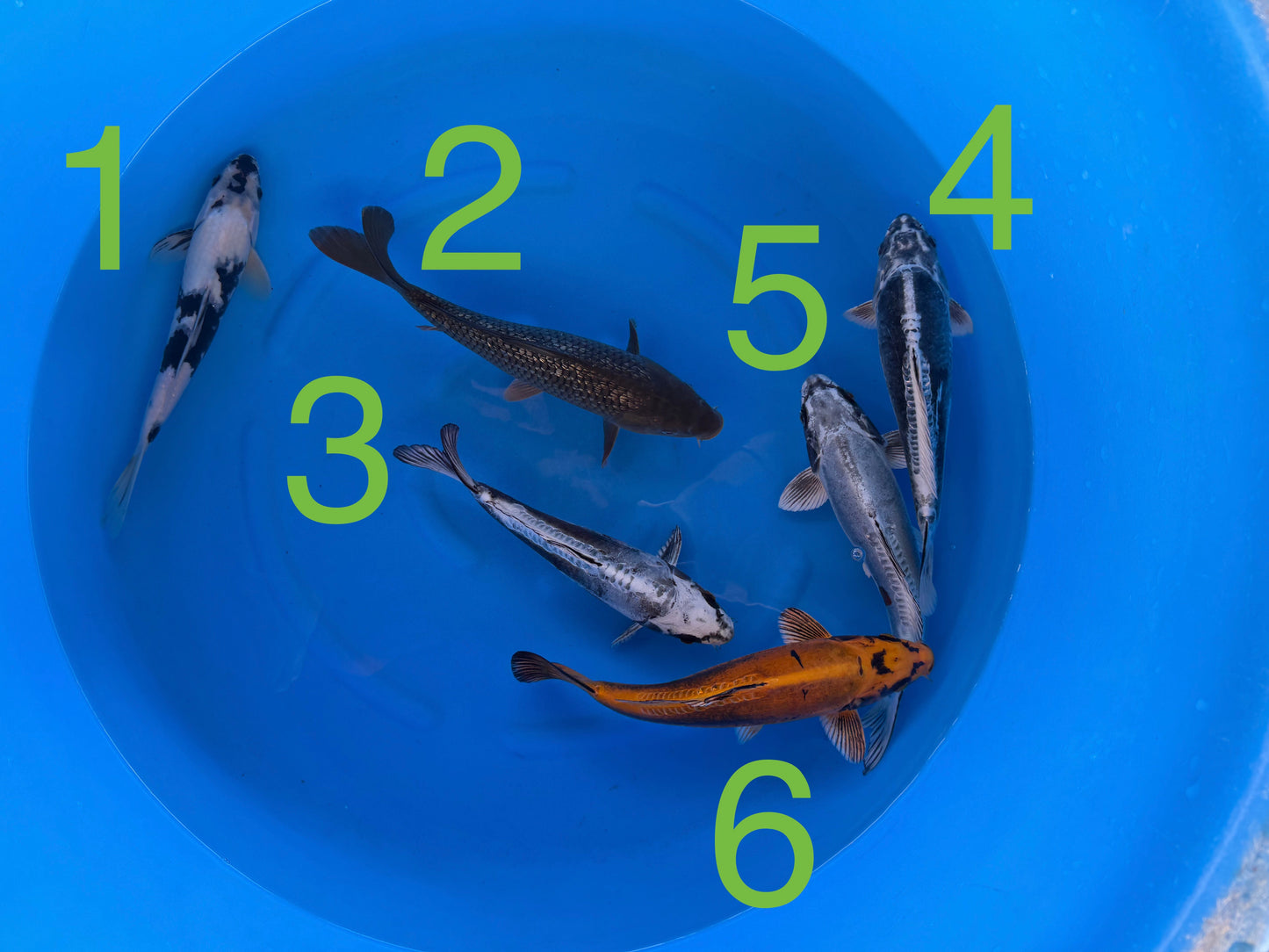 Carpe Koi - Box Q (Giappone 2026 febbraio)