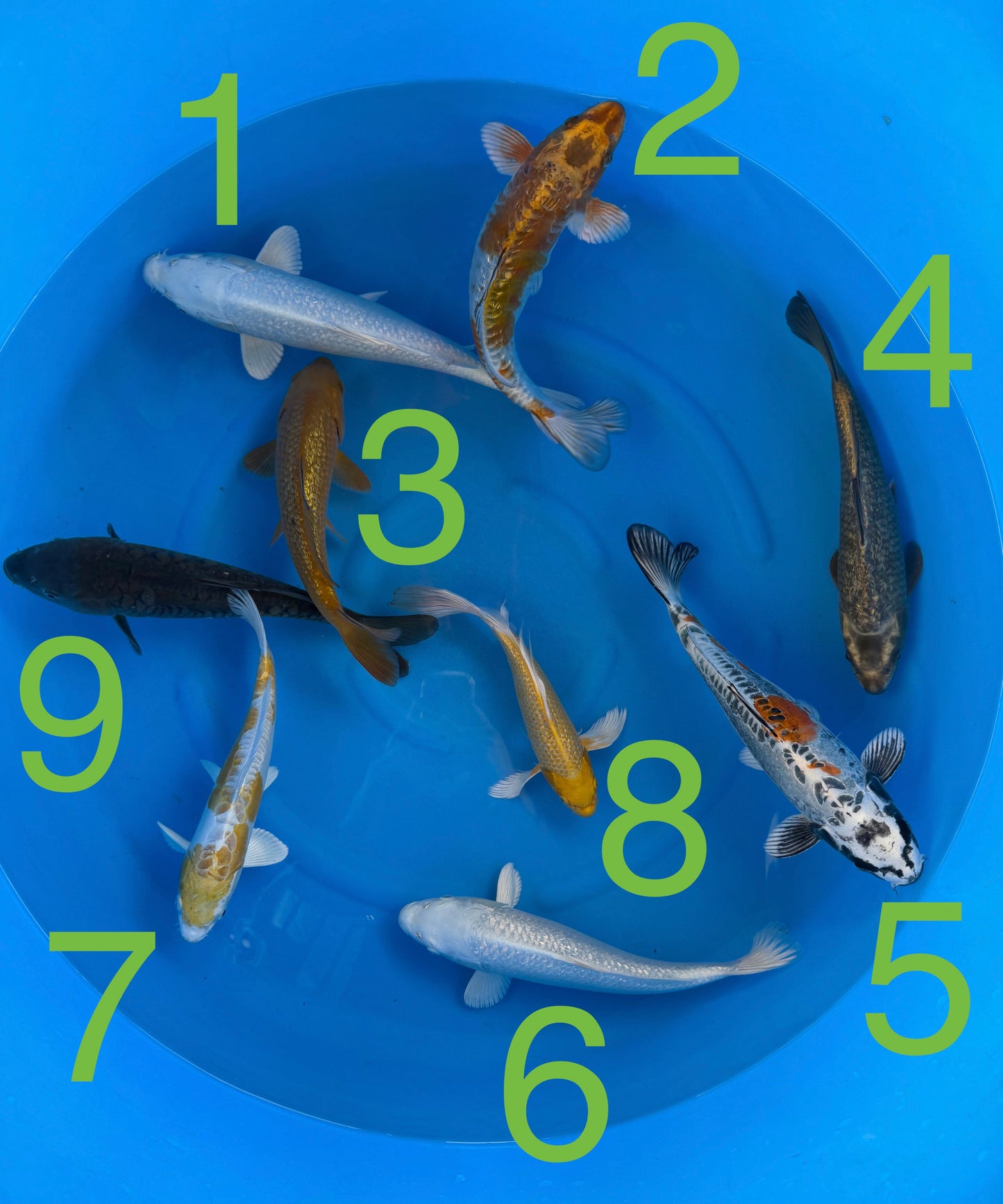 Carpe Koi - Box R (Giappone 2026 febbraio)