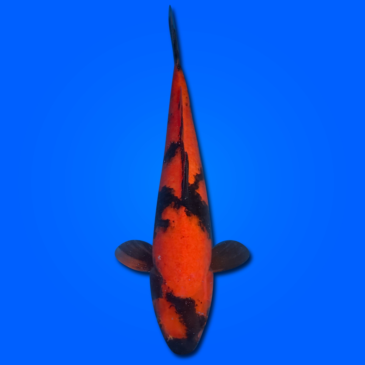 Carpa Koi Hi Utsuri MRS26010 - 55 cm - Femmina - Giappone ottobre 2026