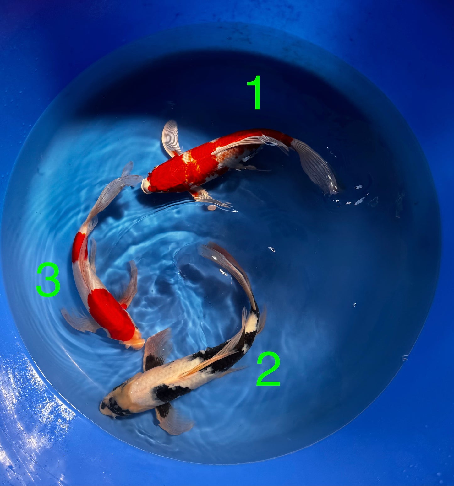 Carpe Koi - Box V