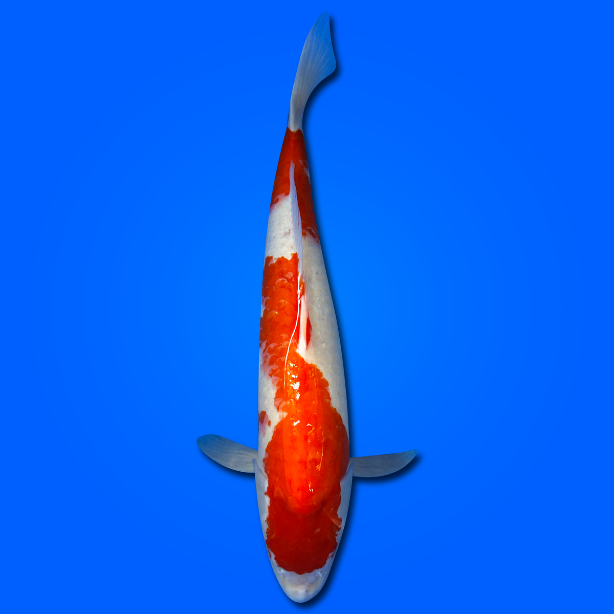 Carpa Koi Kohaku
