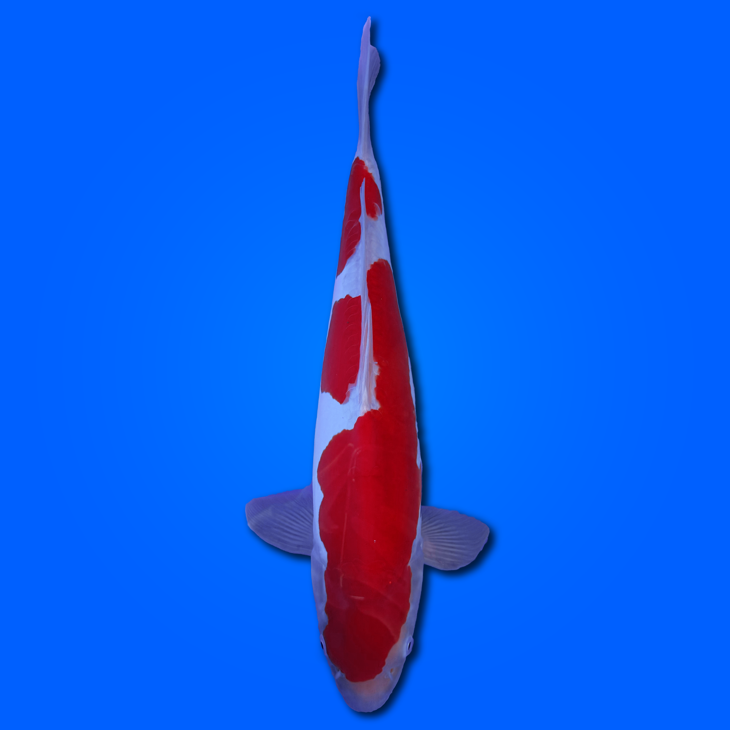 Carpa Koi Kohaku Doitsu - Selezione Giappone 2025