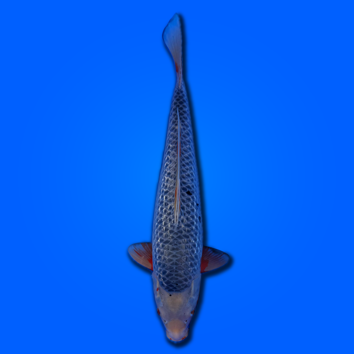 Carpa koi Ginrin Asagi