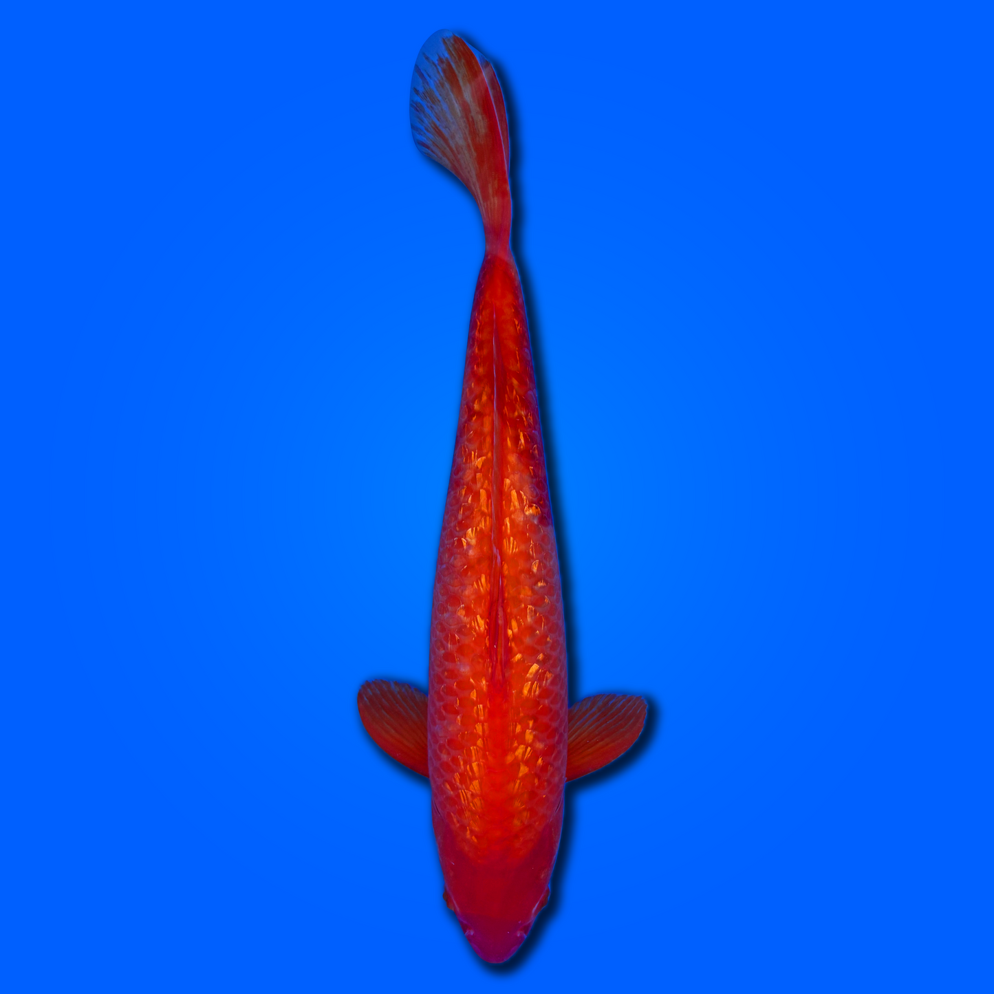 Carpa koi Ginrin Benigoi