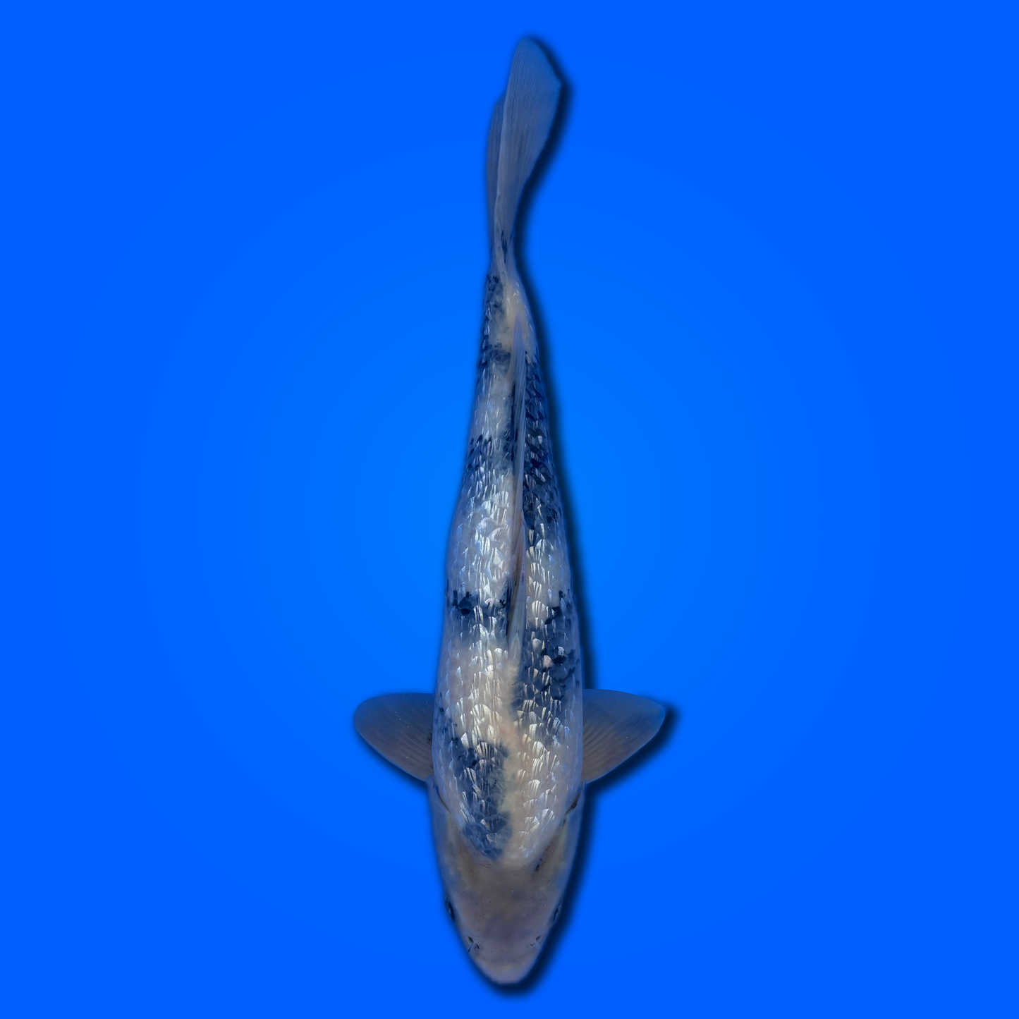 Carpa koi Ginrin Kage Shiro Utsuri