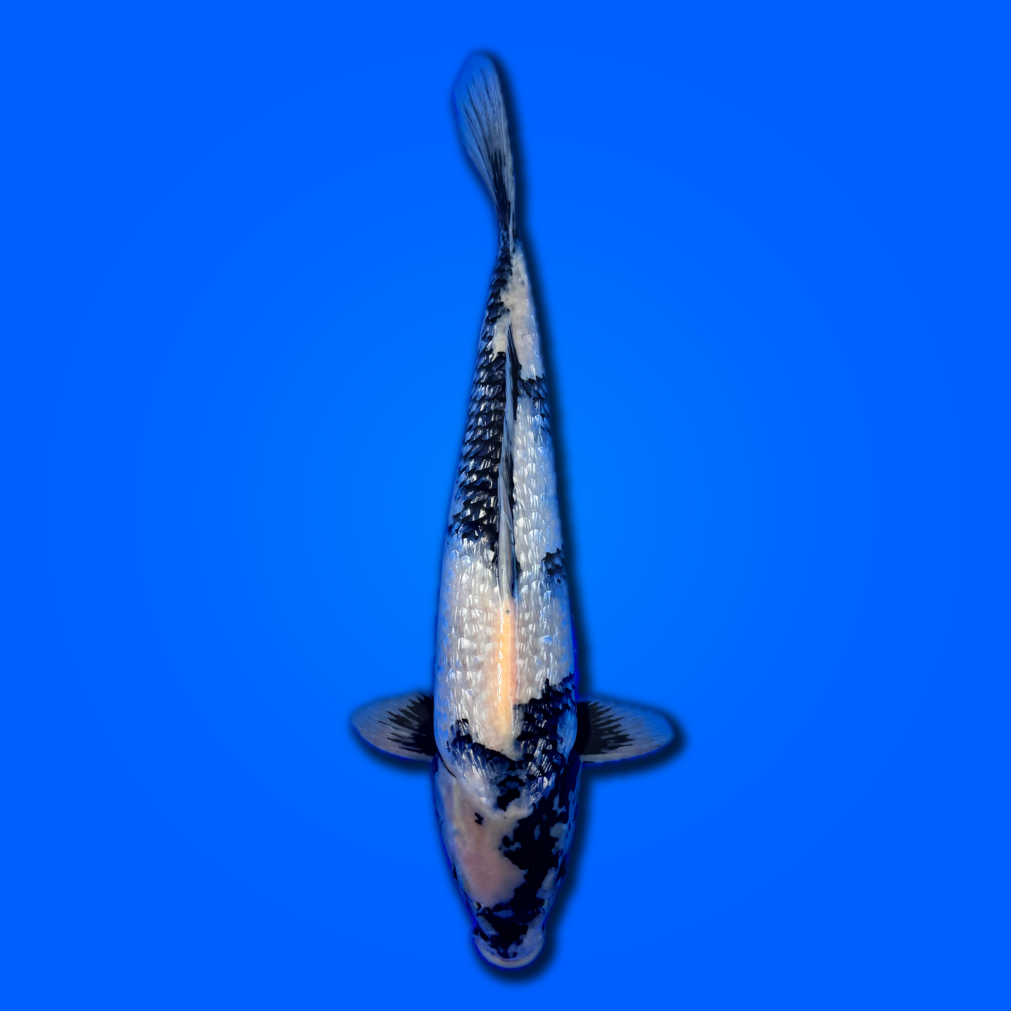 Carpa koi Ginrin Shiro Utsuri