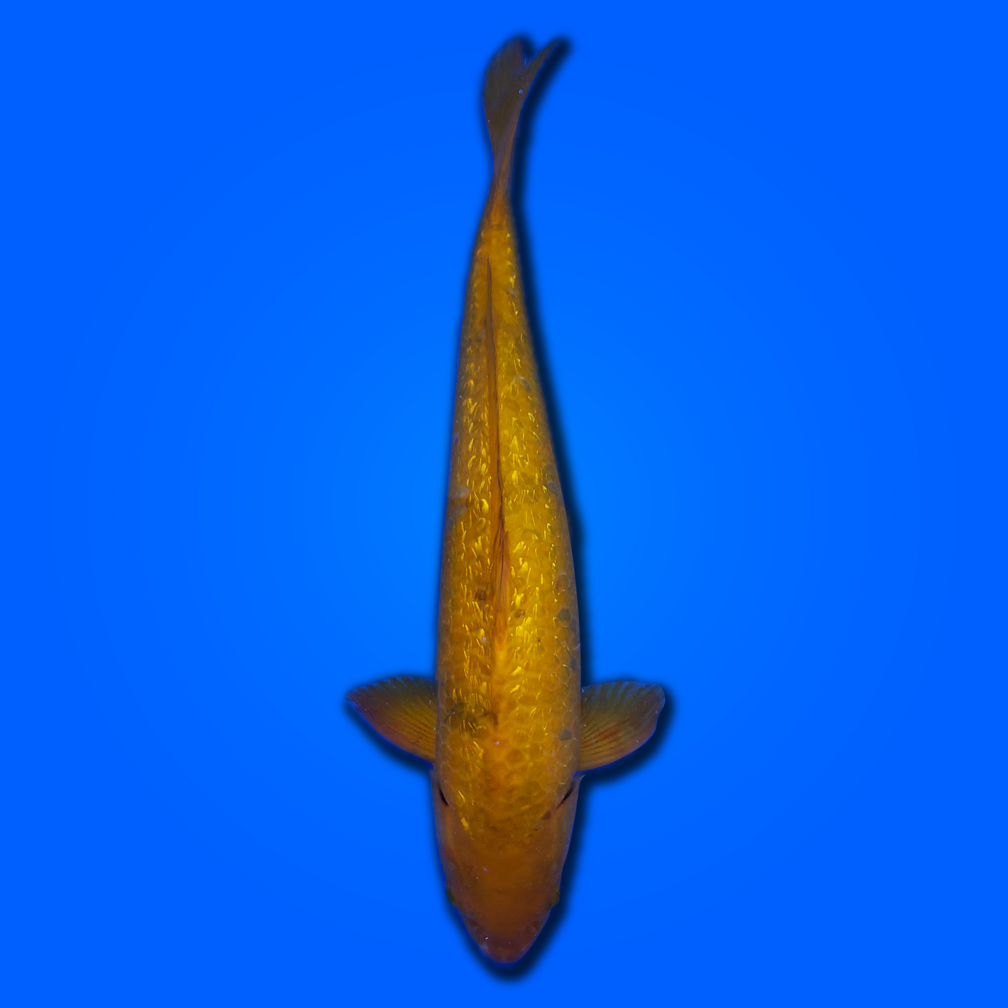 Carpa koi Ginrin Chautsuri