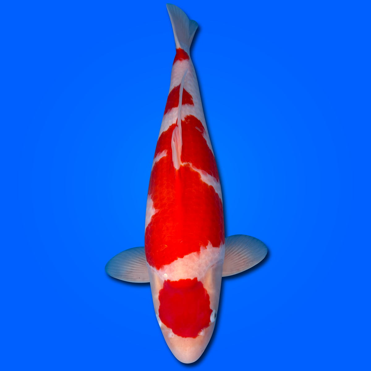 Carpa Koi Maruten Kohaku (Giappone ottobre 2026)
