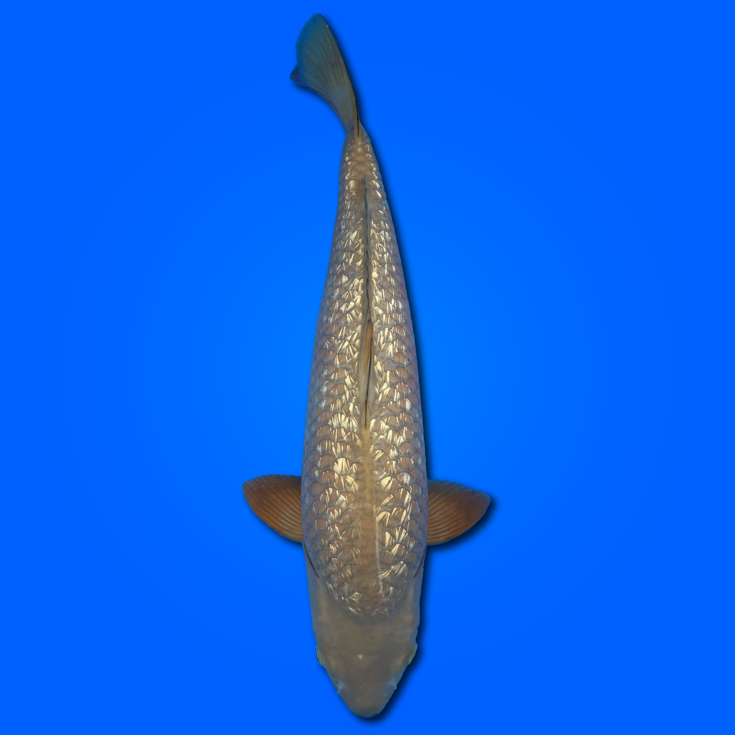 Carpa Koi Ginrin Chagoi - Selezione Giappone 2025