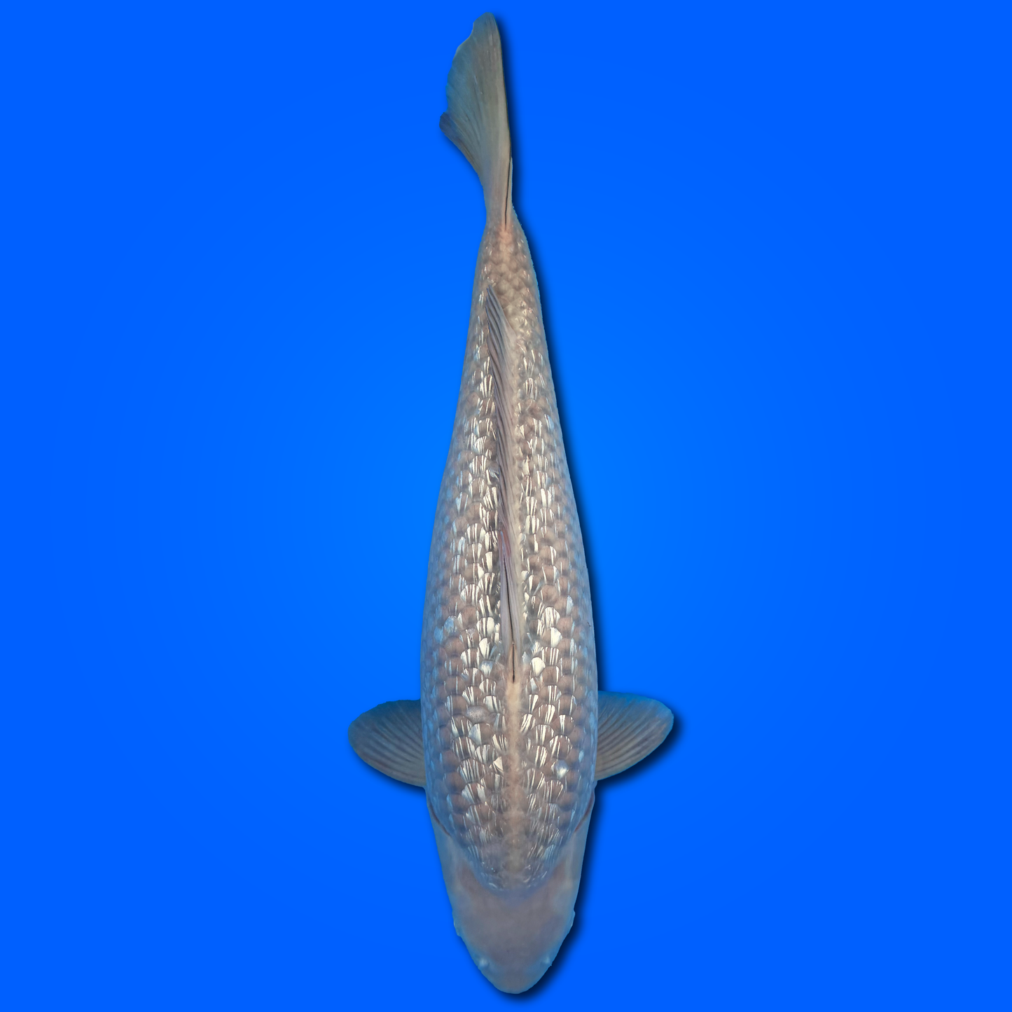 Carpa Koi Chagoi Ginrin - Selezione Giappone 2025