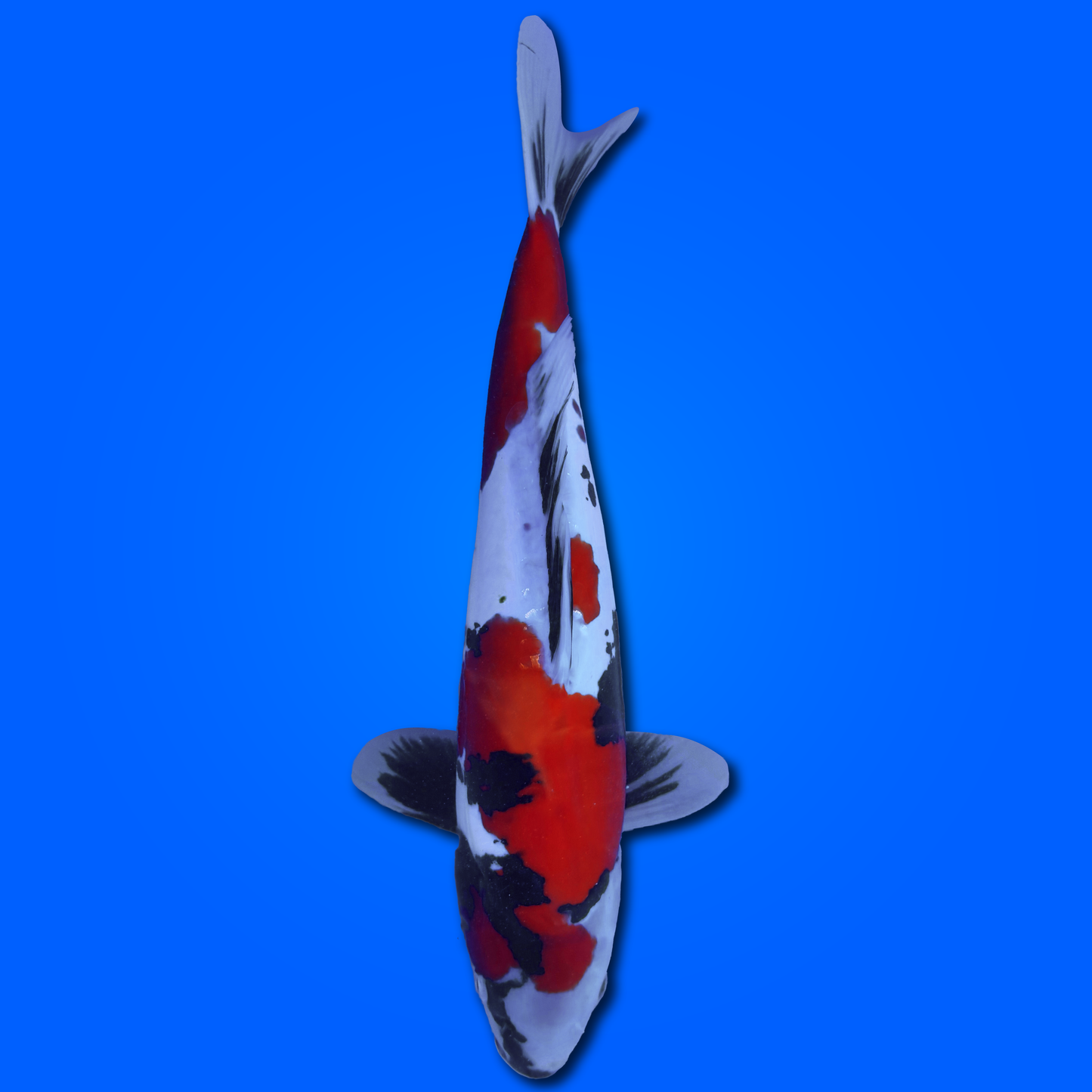 Carpa Koi Showa Doitsu - Selezione Giappone 2025