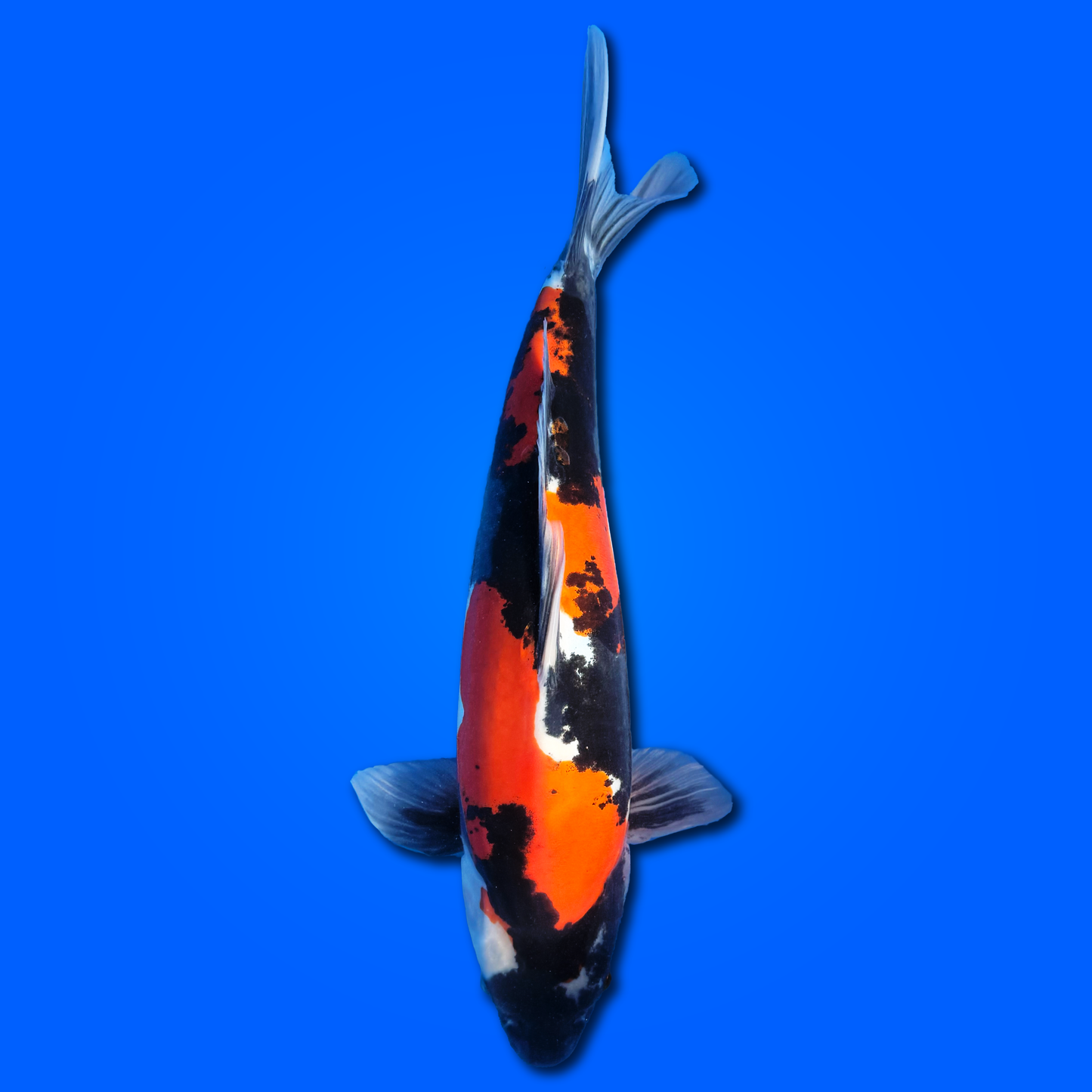 Carpa Koi Showa Doitsu - Selezione Giappone 2025