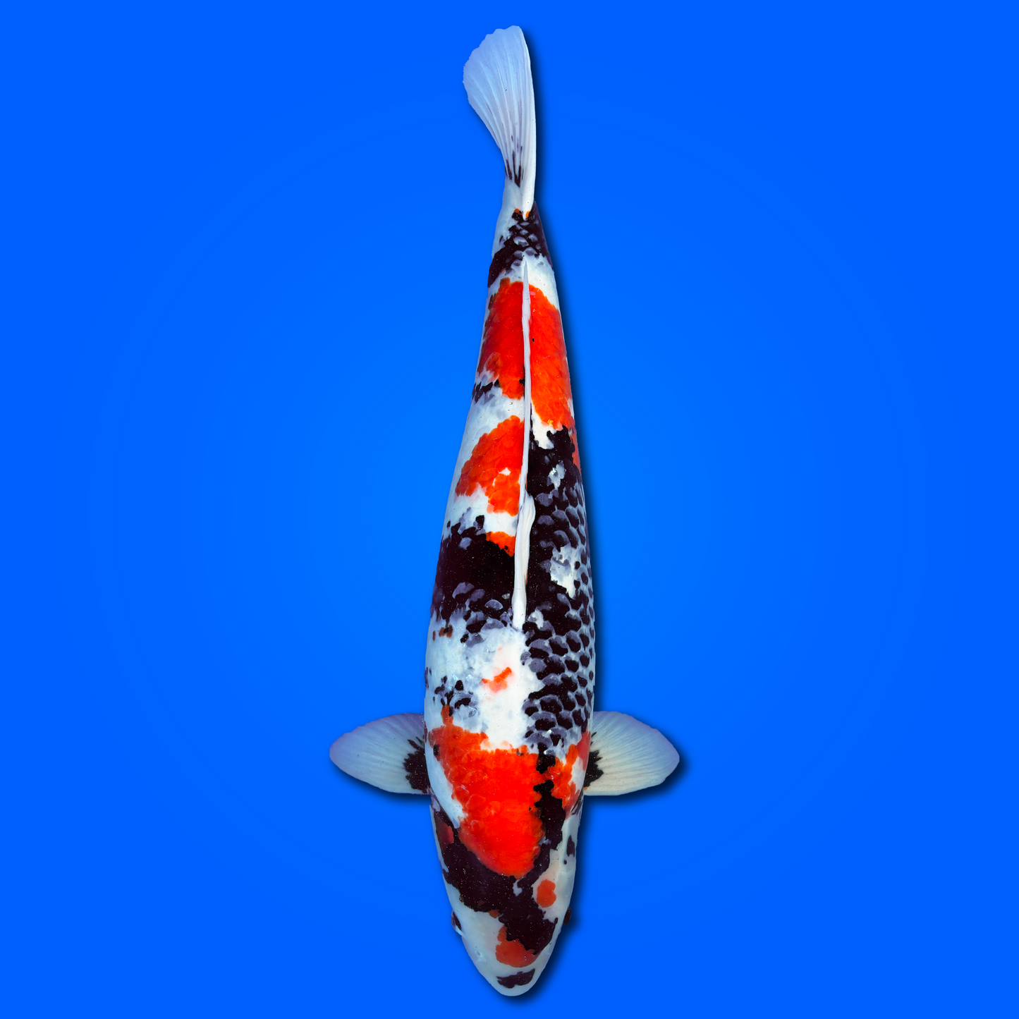 Carpa Koi Showa - Giappone Febbraio 2026