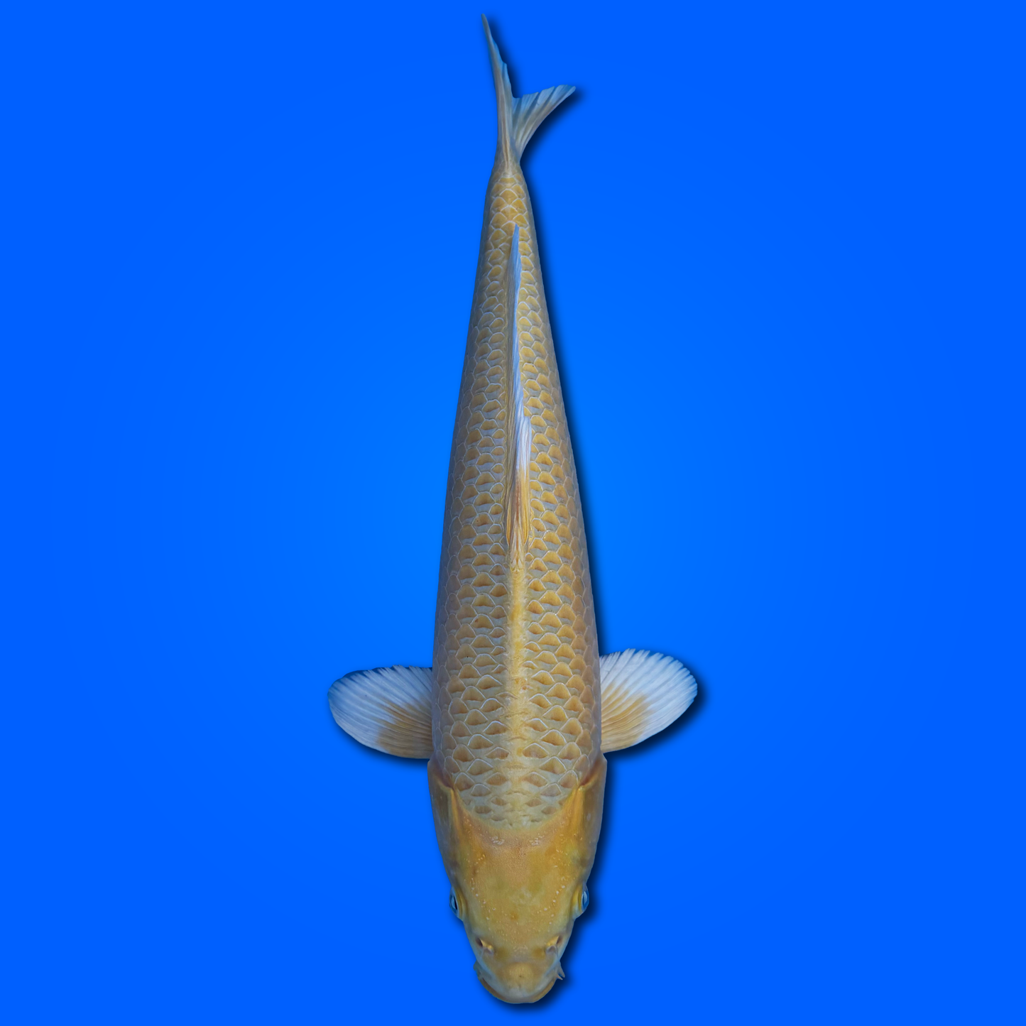 Carpa Koi Yamabuki - Selezione Giappone 2025