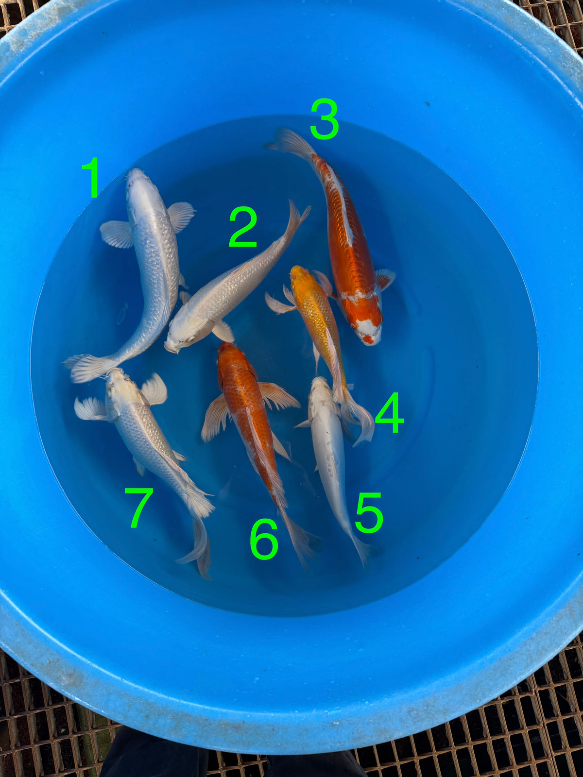 Box L Yamazake YMZ26002 - 7 koi Nisai 34–37 cm - Giappone ottobre 2026