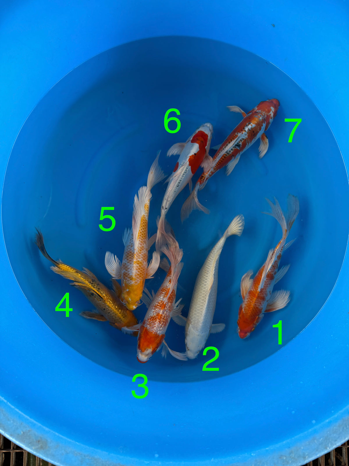 Box M Yamazake YMZ26003 - 7 koi Nisai 34–37 cm - Giappone ottobre 2026