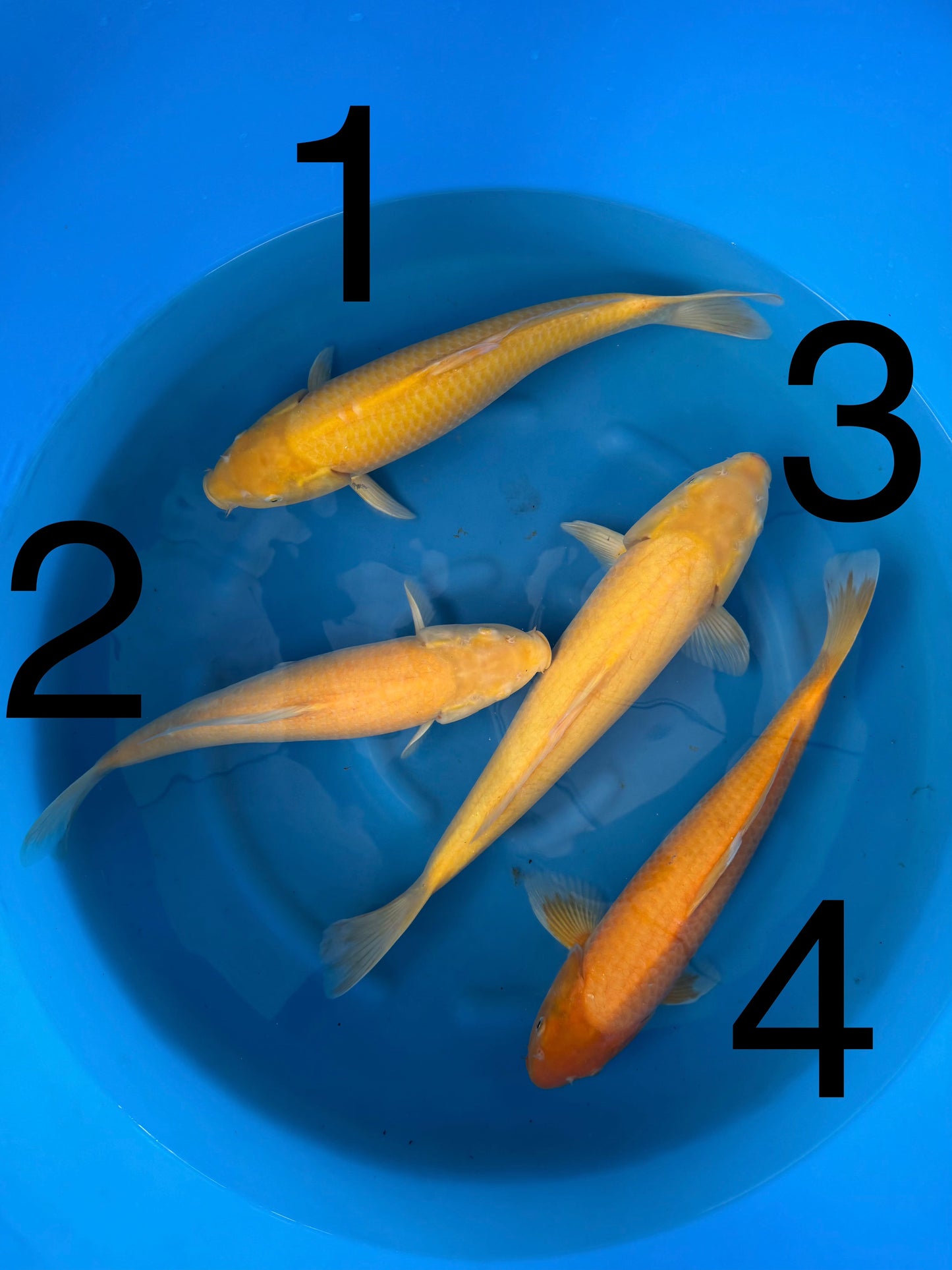 Carpe Koi — Box I (Giappone 2025)