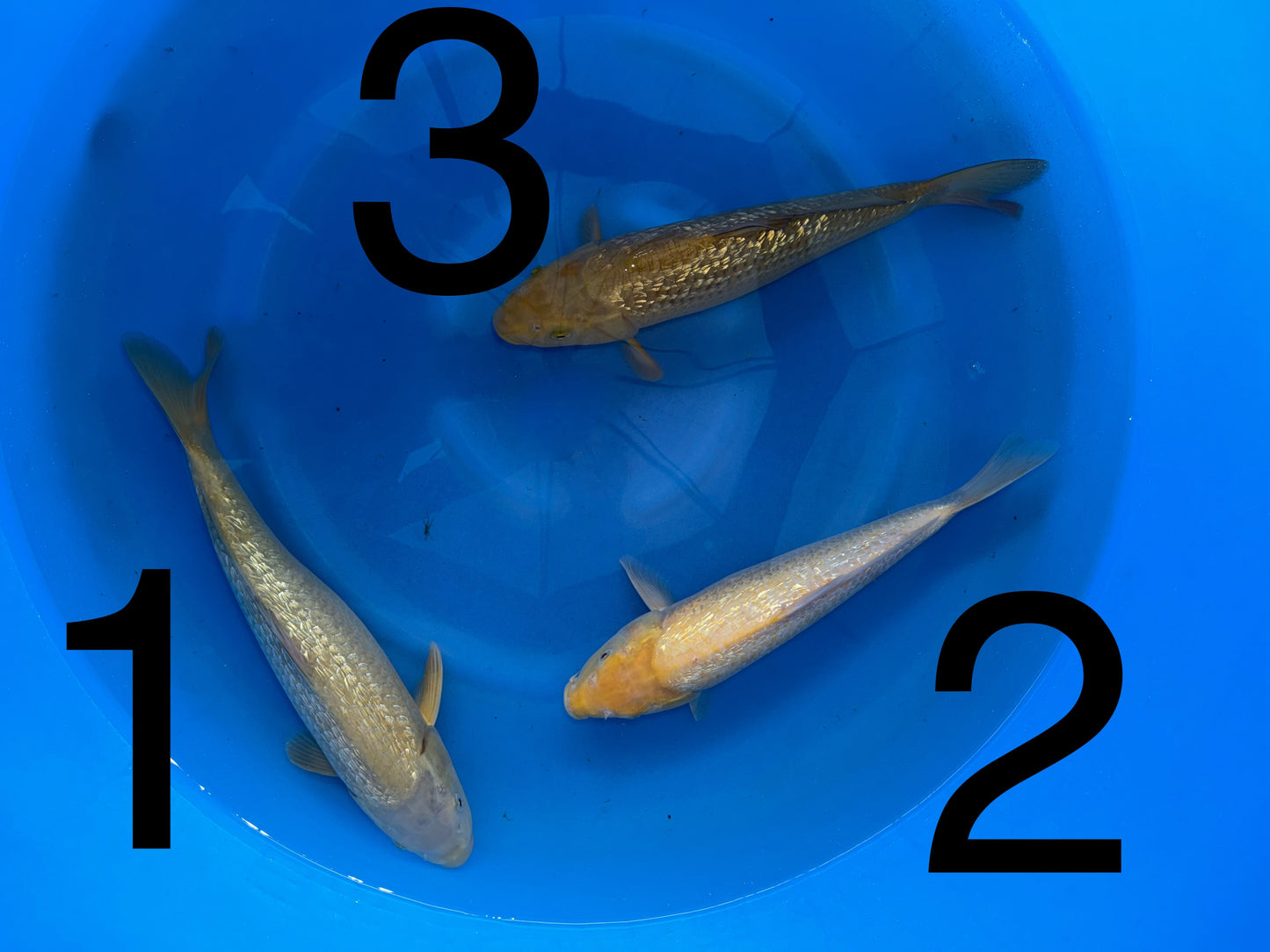 Carpe Koi — Box L (Giappone 2025)