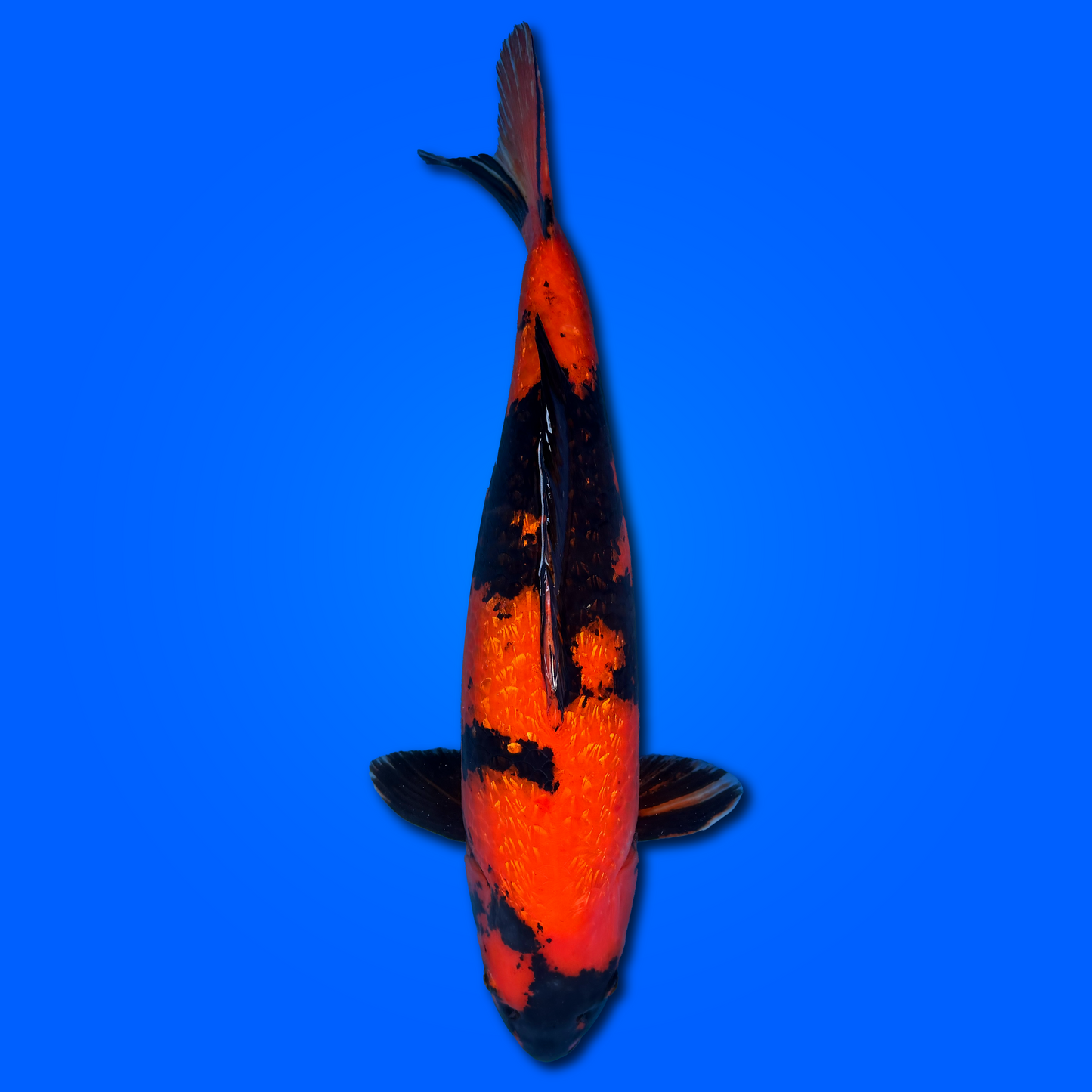 Carpa Koi Hi Utsuri - Giappone Febbraio 2026