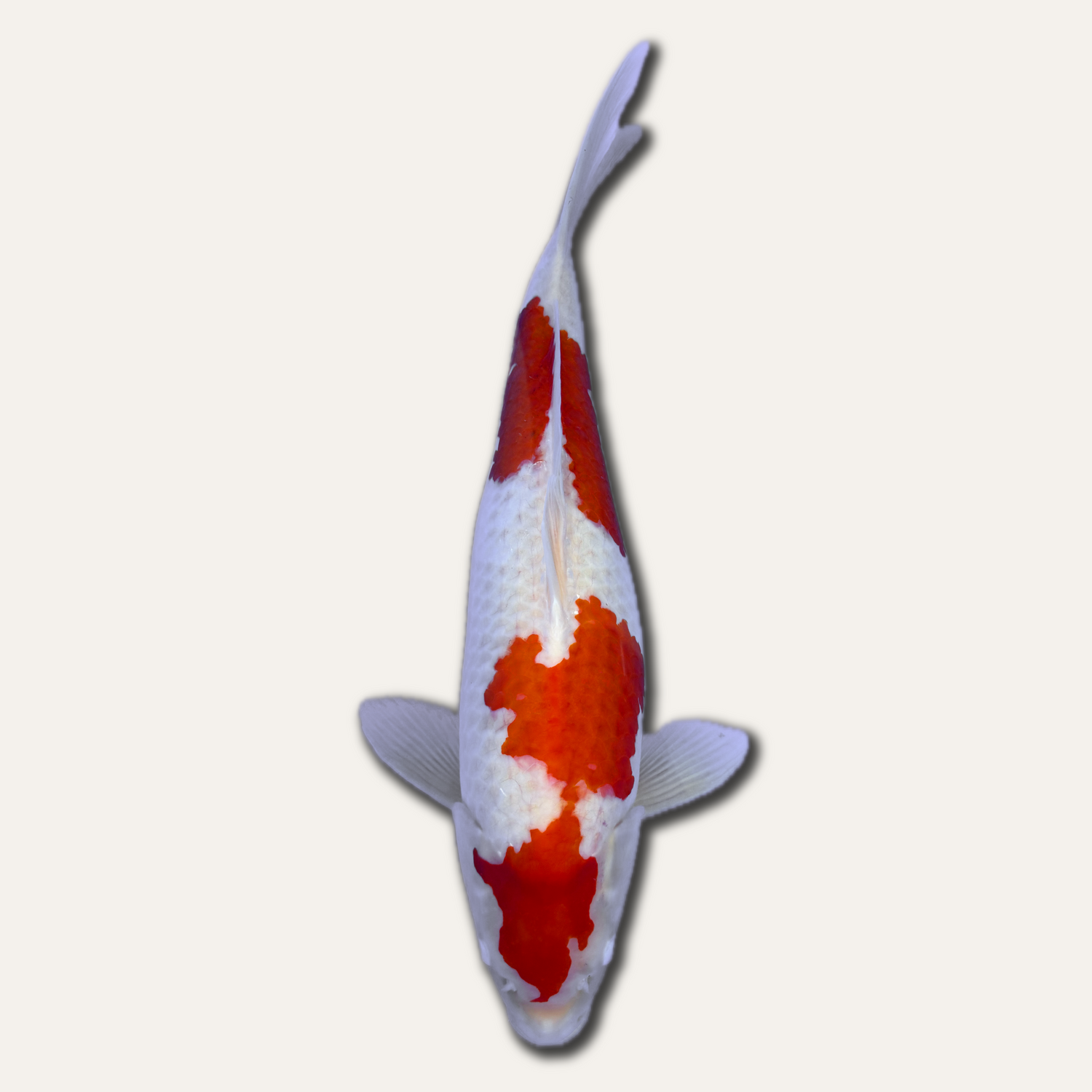 Carpe Koi
