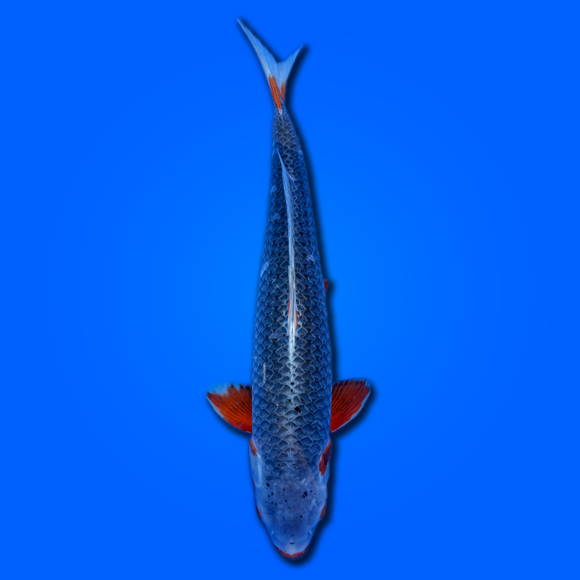 Carpa koi Asagi