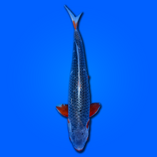 Carpa koi Asagi