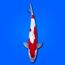 Carpa koi Doitsu Kohaku