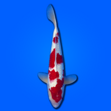 Carpa koi Ginrin Kohaku