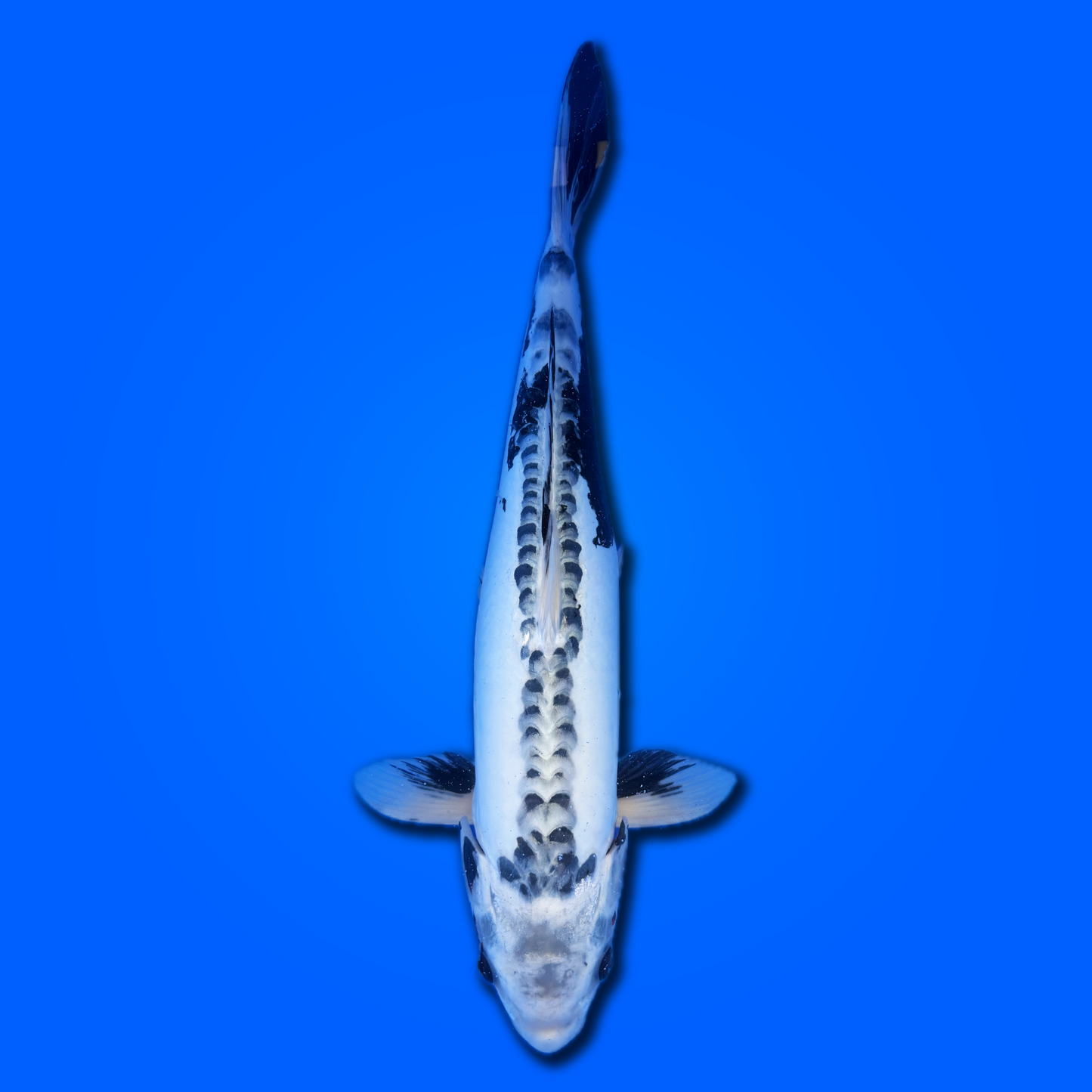 Carpa koi Kikokurio