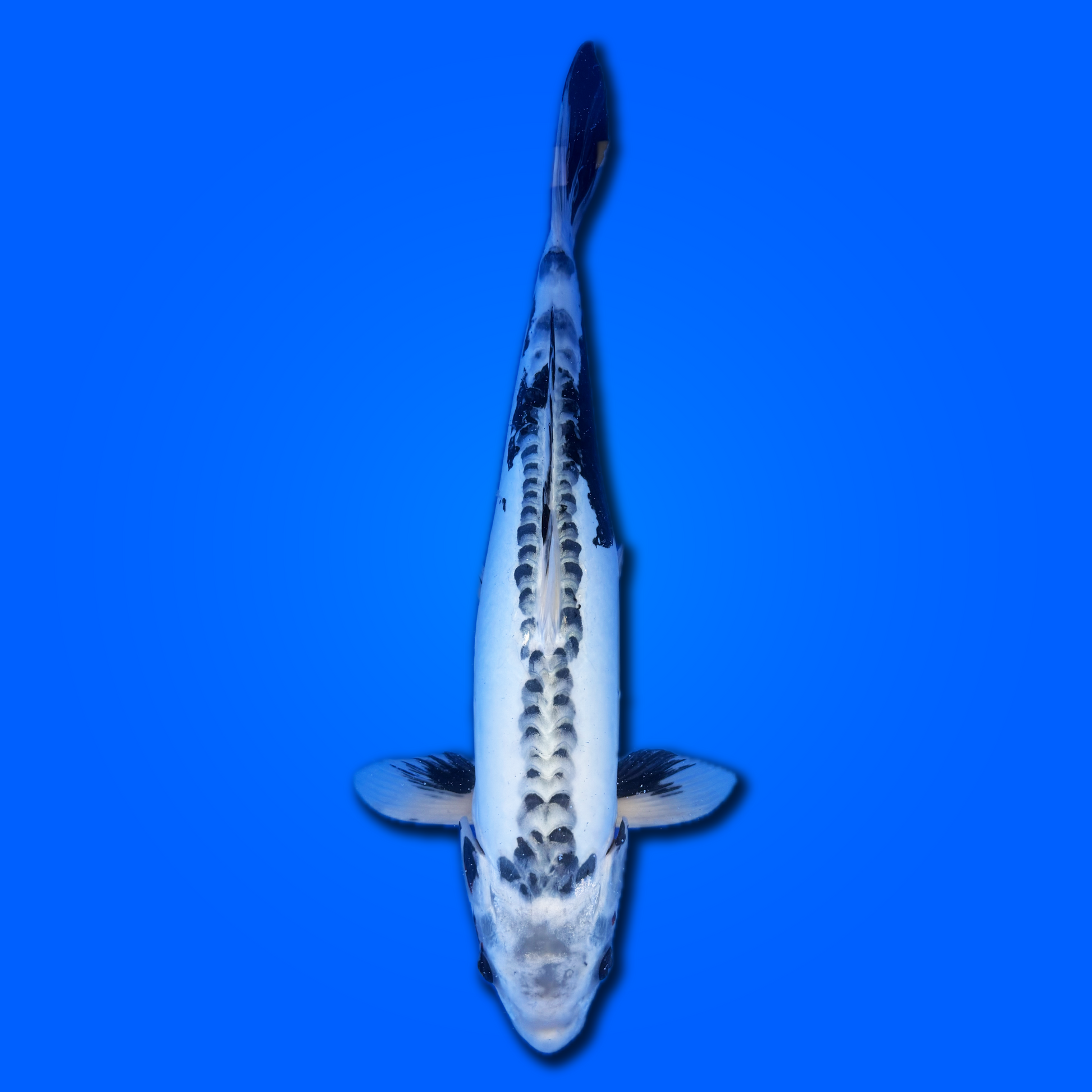 Carpa koi Kikokurio