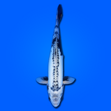 Carpa koi Kikokurio