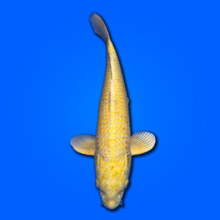 Carpa koi Yamabuki