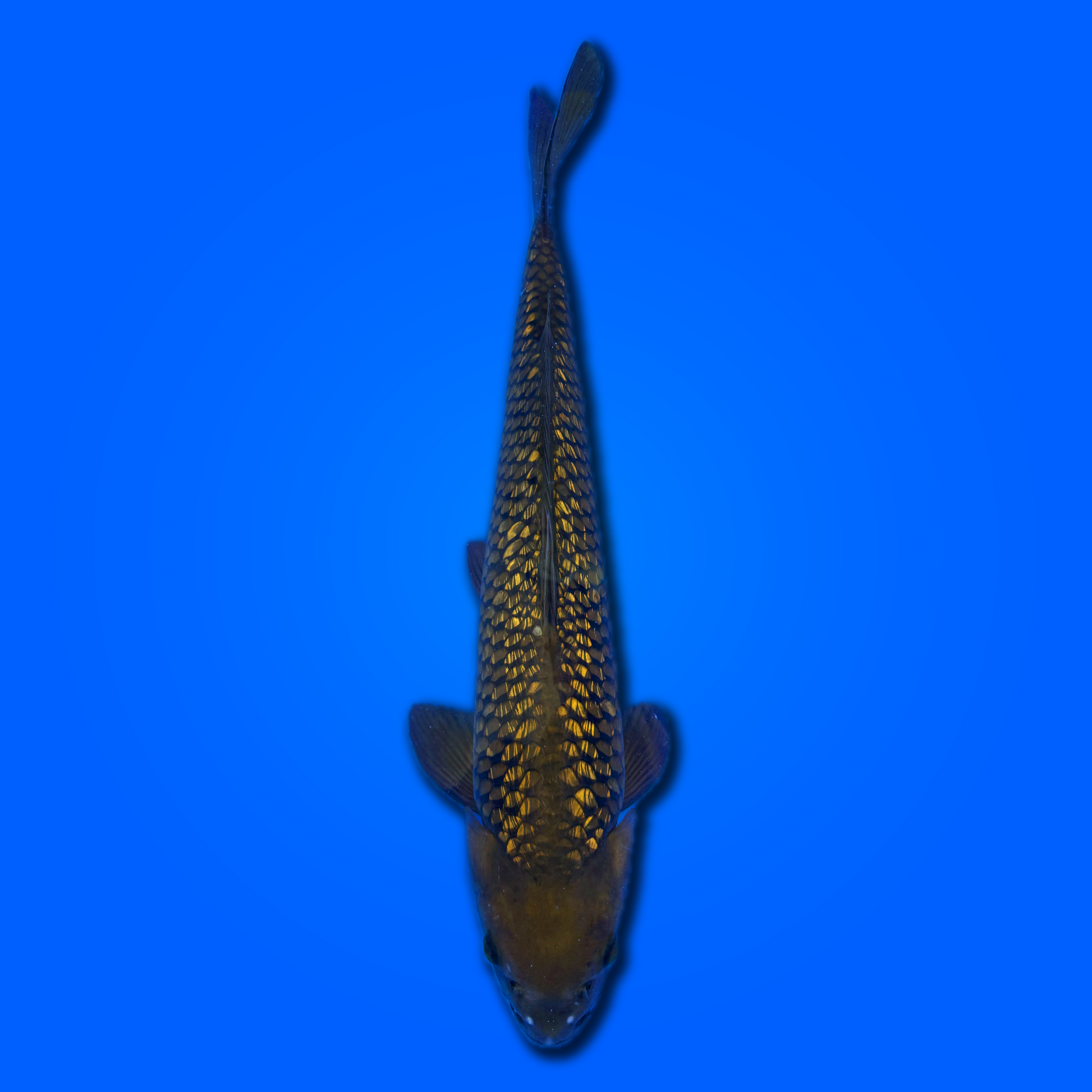 Carpa koi Ginrin Chagoi